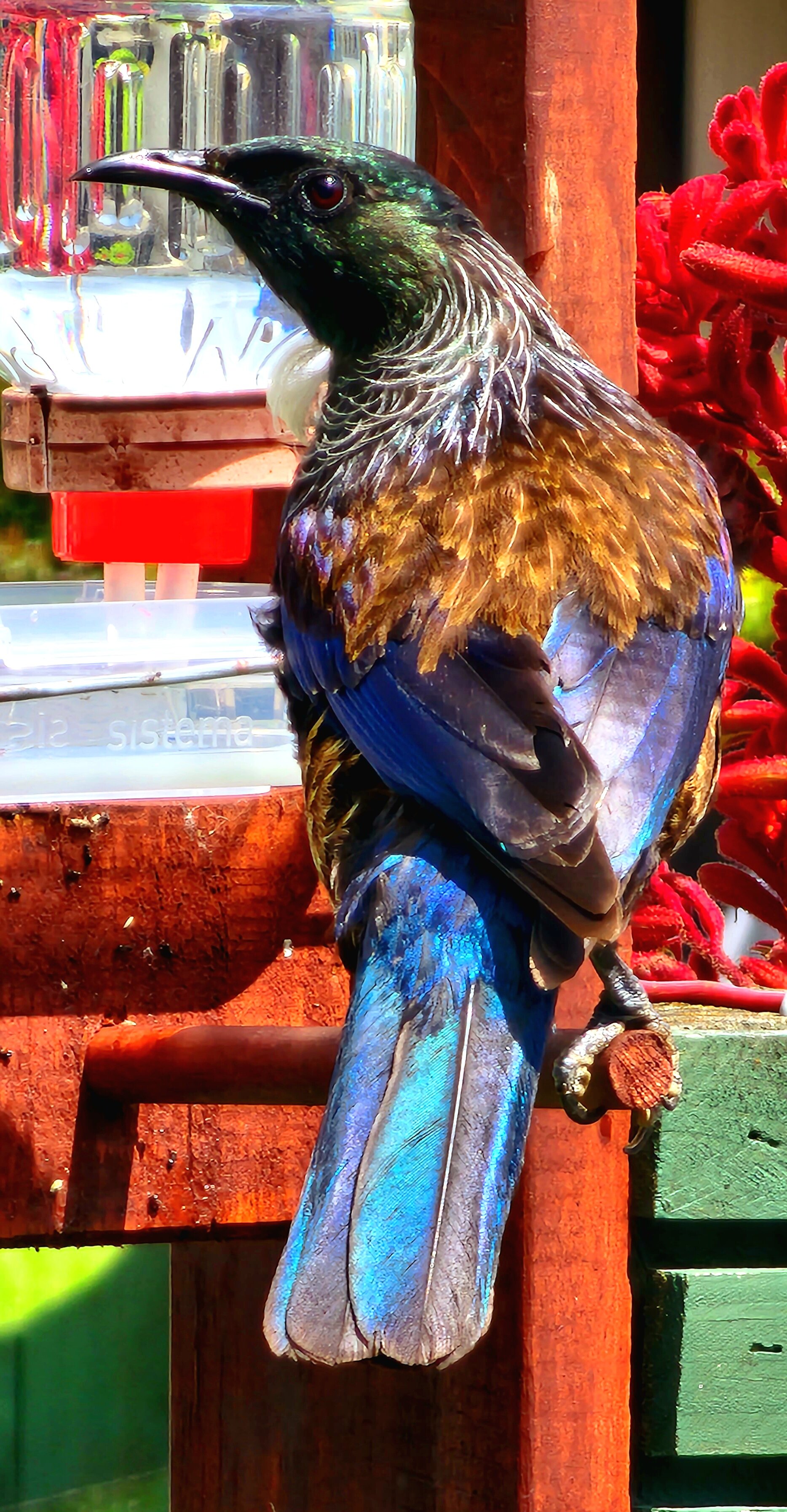 ChristineWoollett-Auckland-Orewa-Finalist-Jan-22 .jpeg