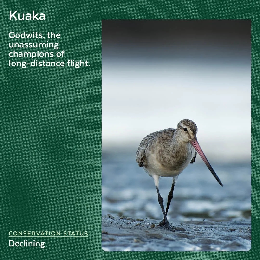 Kuaka|Bar-tailed Godwit