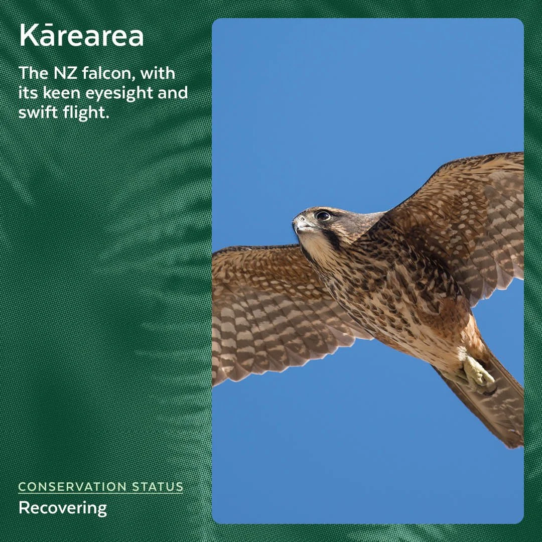 Kārearea - NZ Falcon