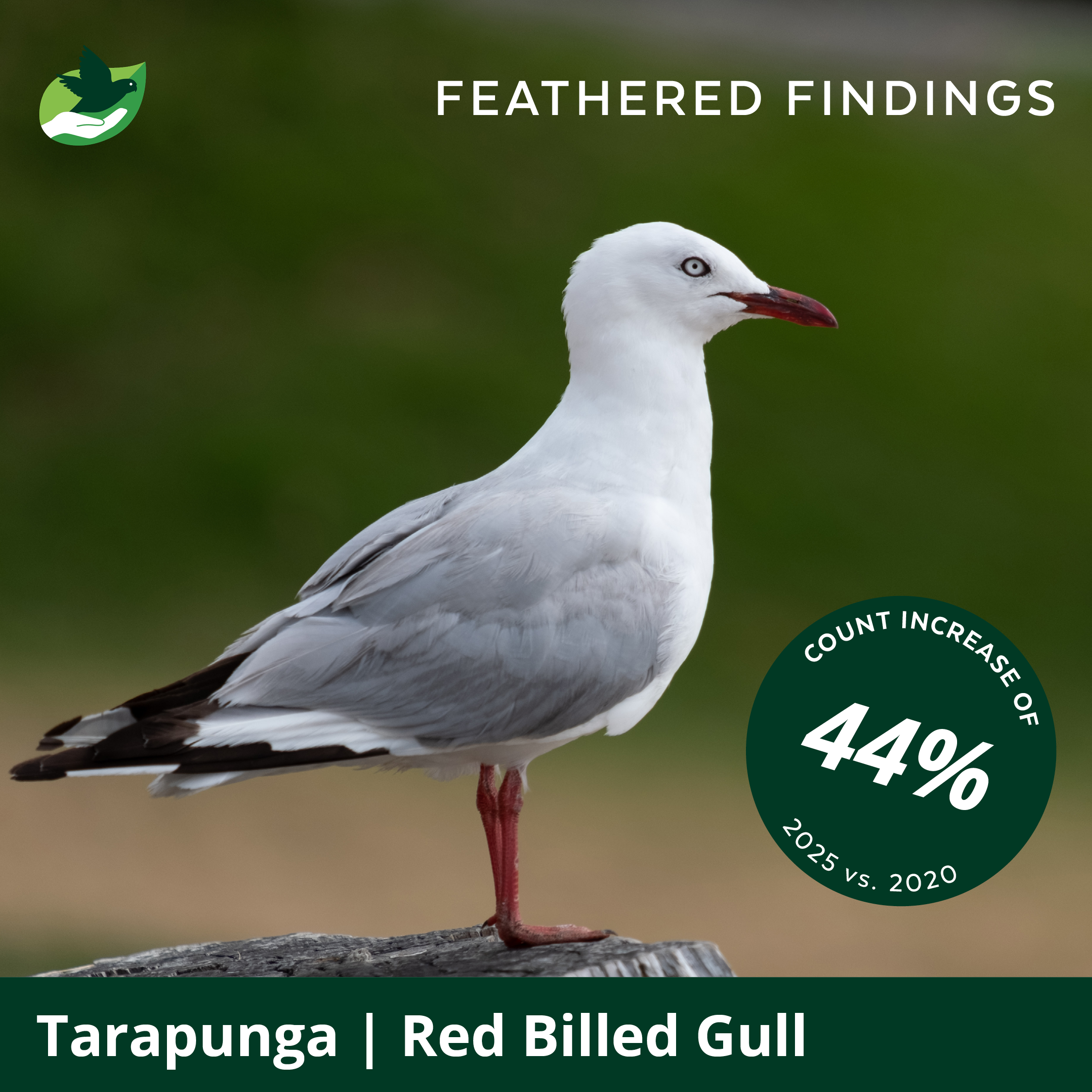 A white and gray bird with a red bill and red legs sitting on a rock. The background is blurry green. Text reads: Feathered Findings, Count Increase of 44% 2025 vs. 2020, Tarapunga | Red Billed Gull.