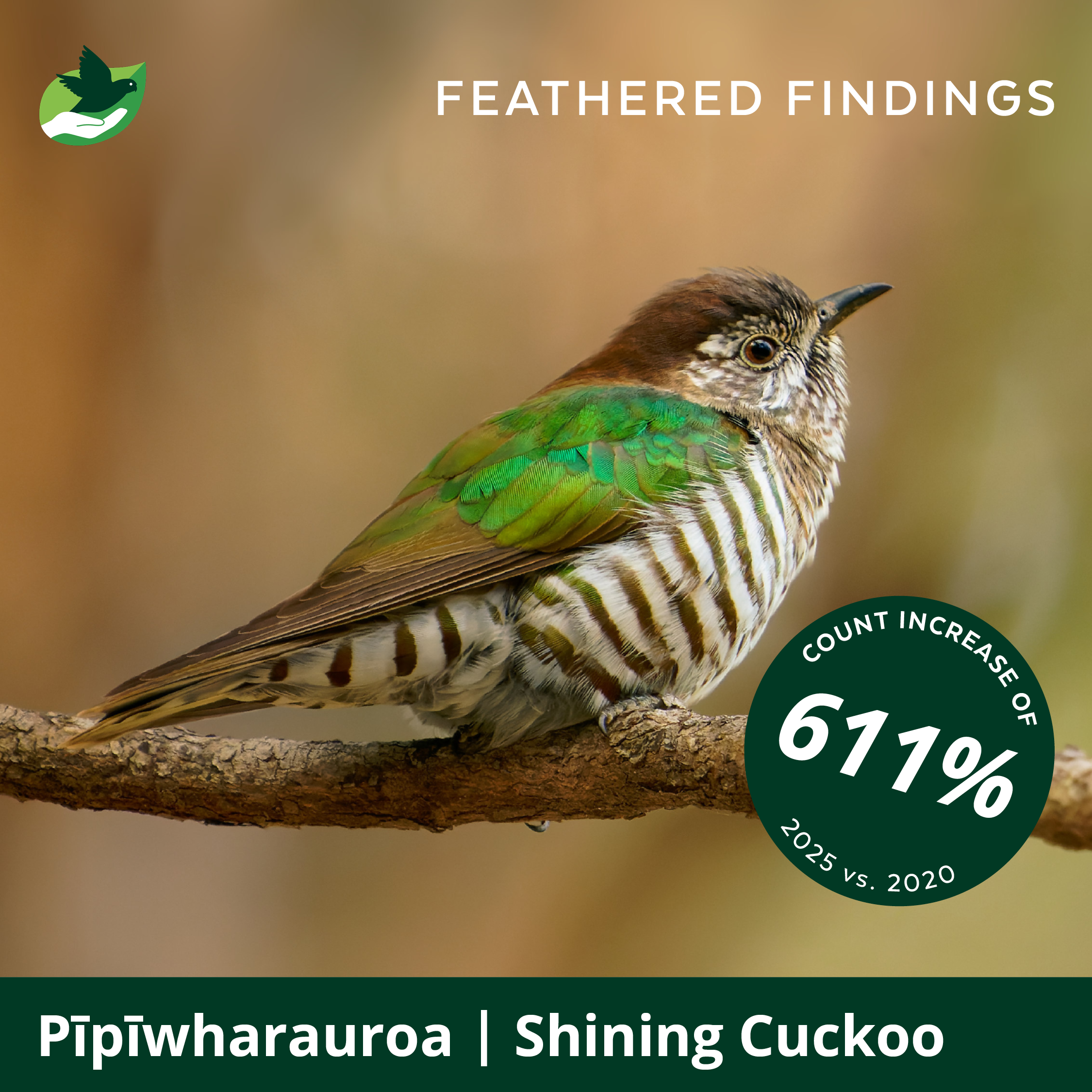 A colorful bird with brown, green, and white feathers perched on a branch against a blurred background. The image has text indicating an increase in an unmentioned count by 61% between 2020 and 2025. The top right has the words "Feathered Findings" and the bottom shows the bird species "Pīpīwharauroa | Shining Cuckoo".
