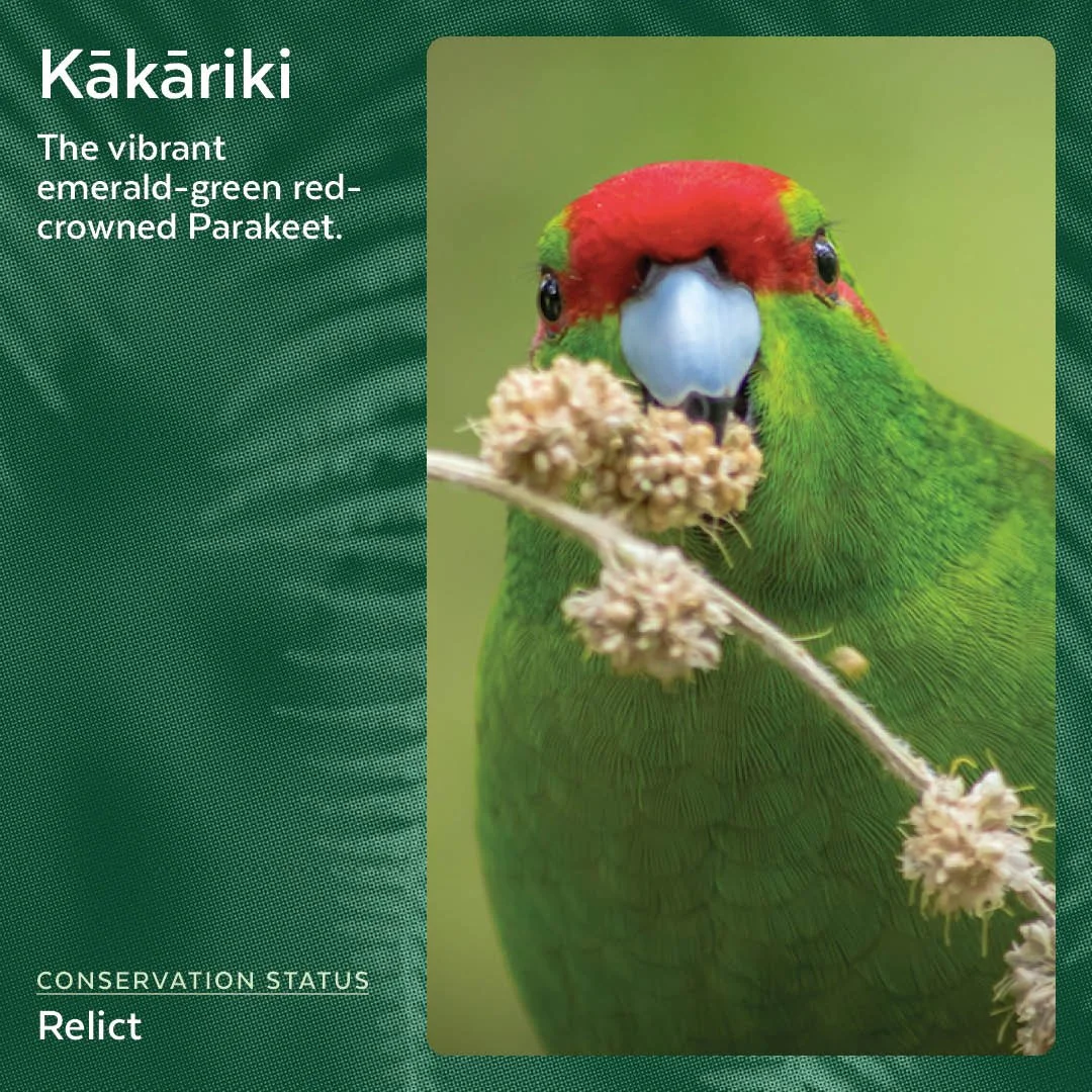Kākāriki - New Zealand red-crowned Parakeet