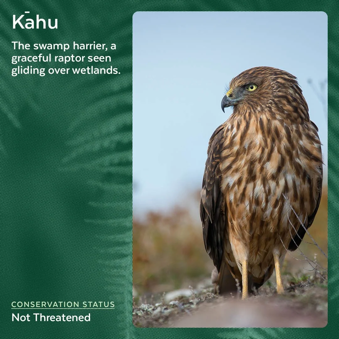 Kāhu - Swamp Harrier