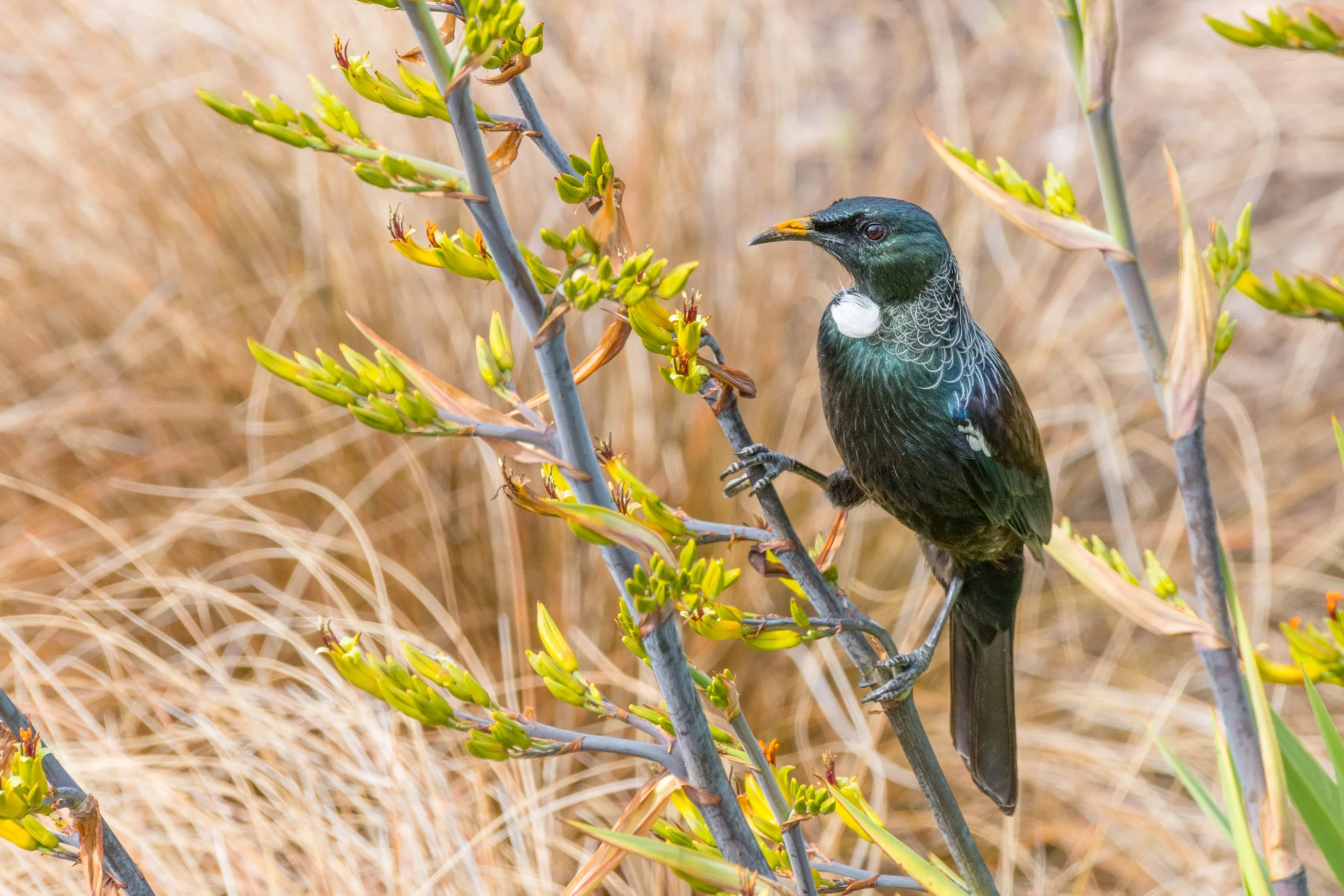 MasonBlackwood_Waiheke_Kennedy Point_Finalist_Jan-22.jpeg