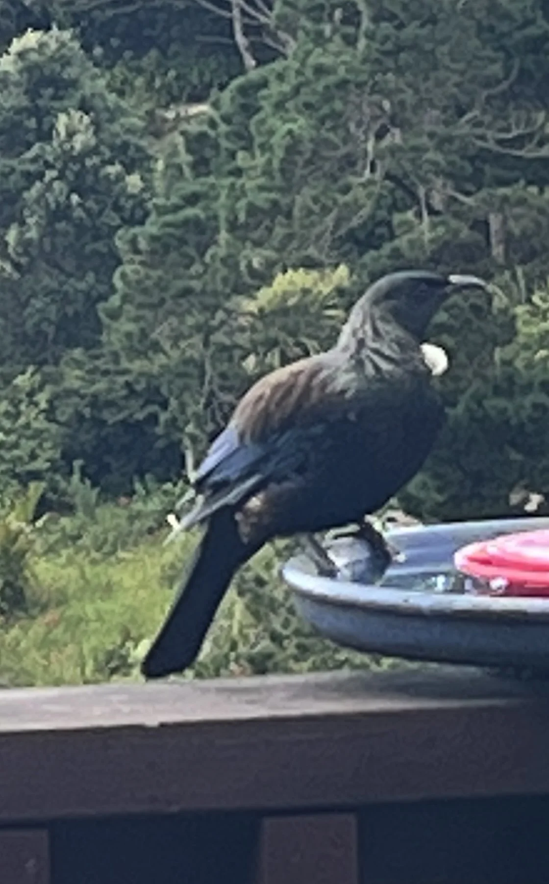 BackyardBirding-Leigh Takirau-Onetangi-Feb-23.jpeg