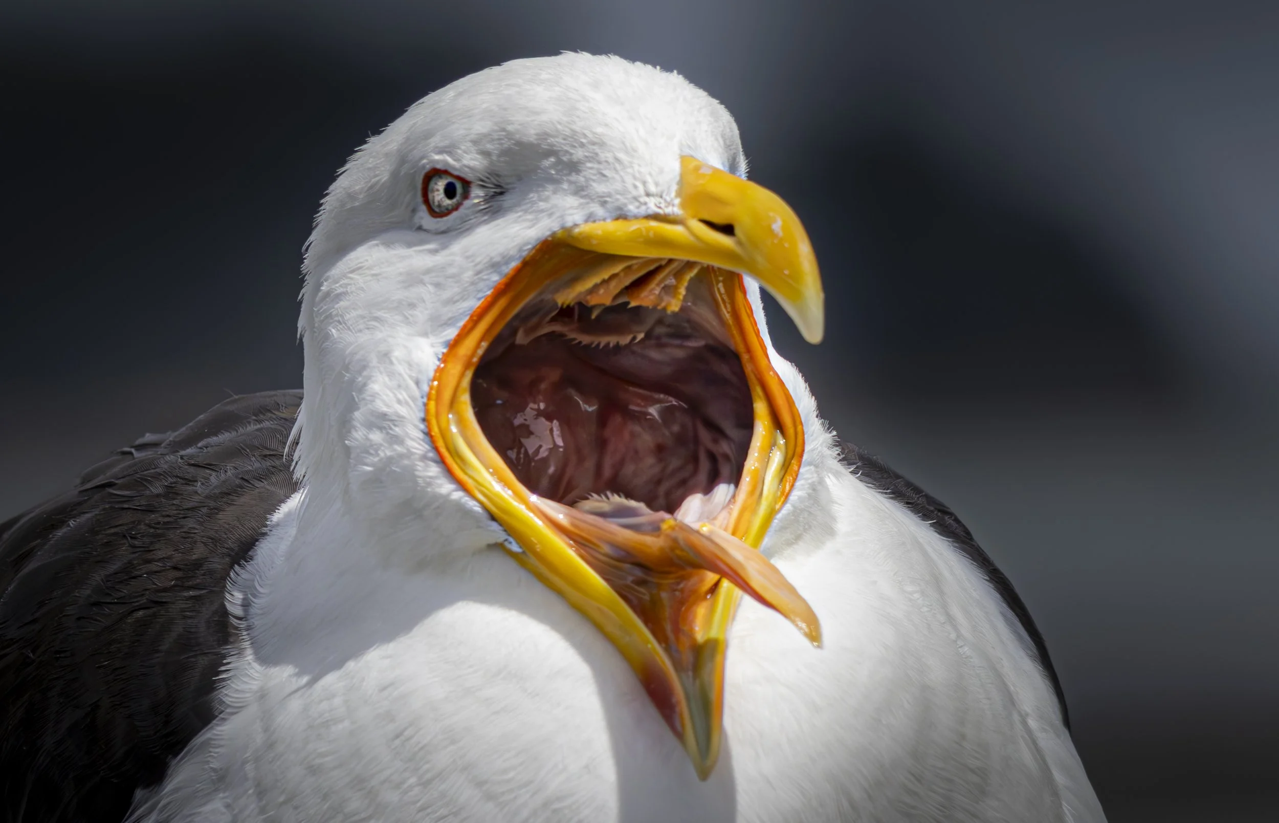 A gull  with its beak wide open, showing its tongue and the inside of its mouth.