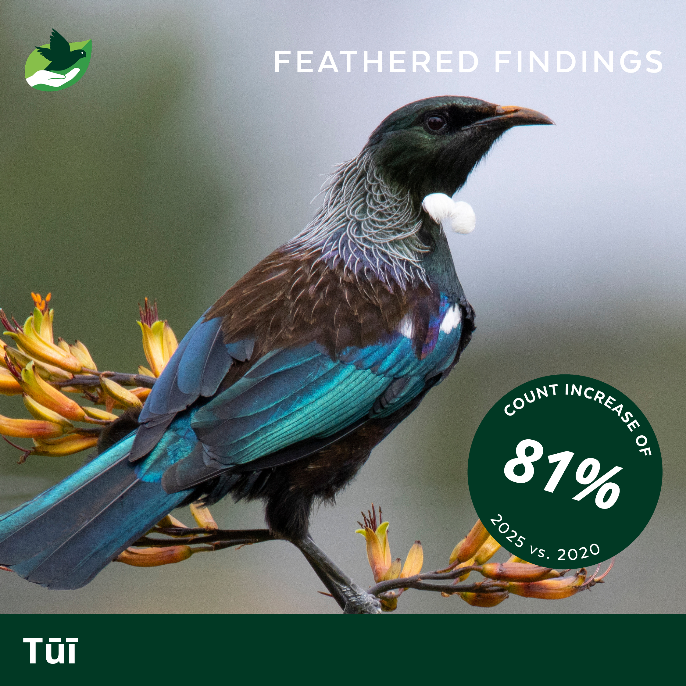 Photograph of a tui bird perched on a branch with yellow flowers, showing its colorful plumage and distinctive white throat tufts, with overlaid text indicating an 81% increase in bird counts for 2025 versus 2020.