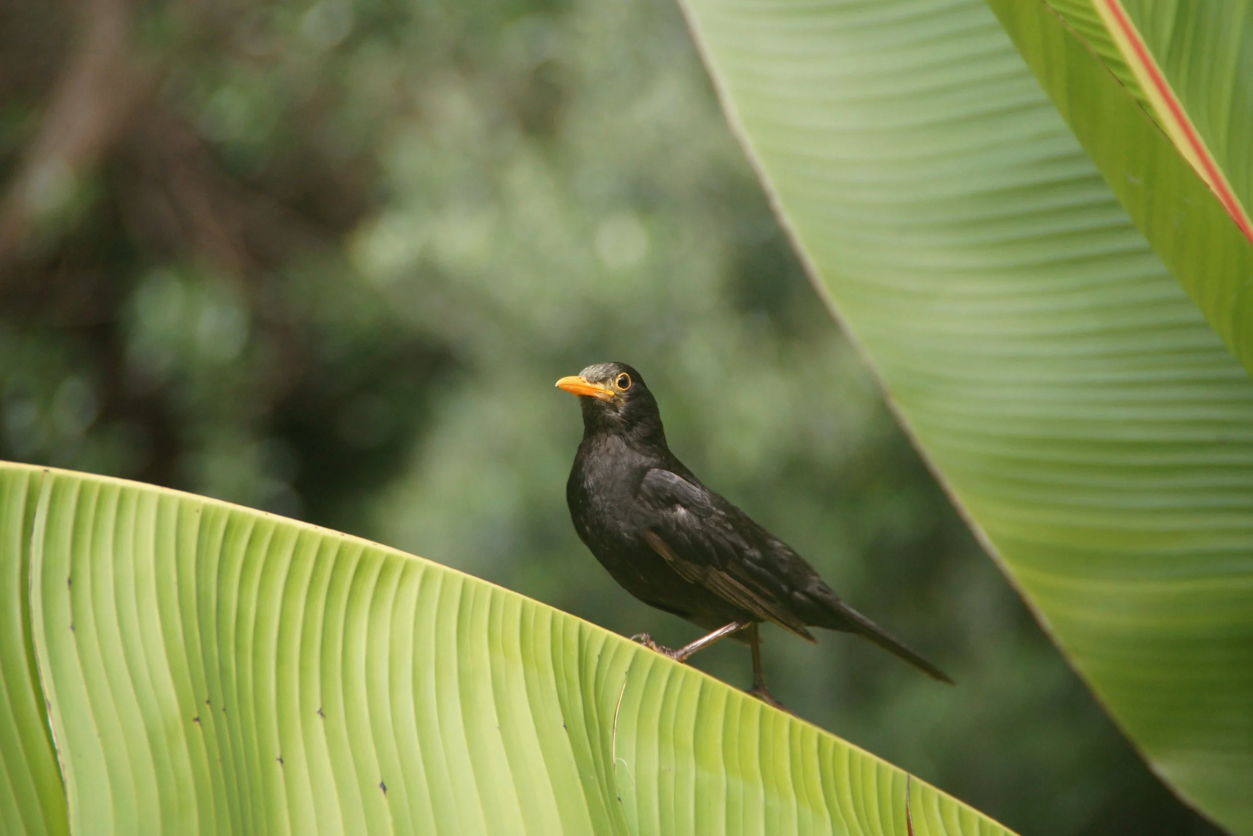 BackyardBirding-Sid Beniston-Ostend-Waiheke-Feb-23.jpeg