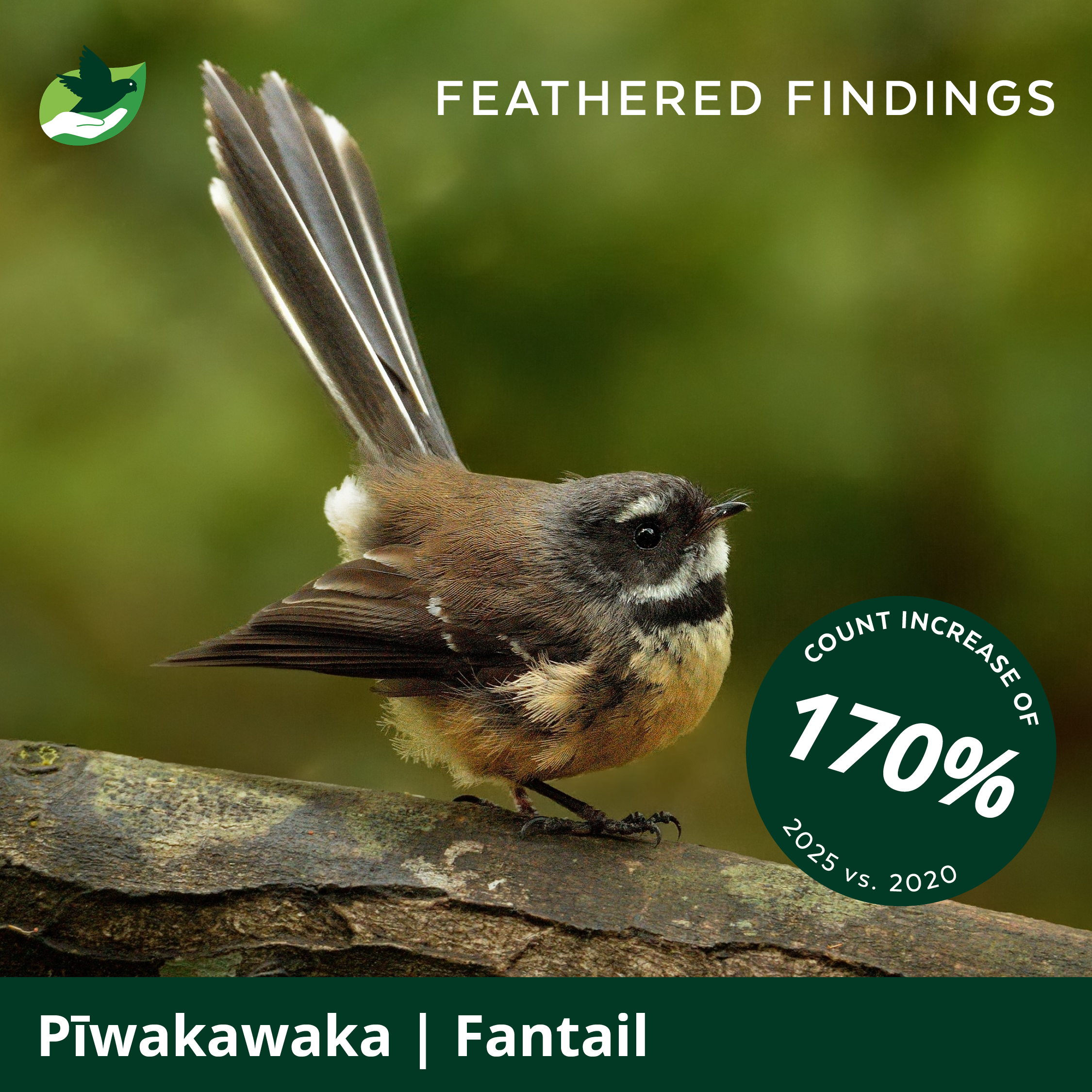 A small bird perched on a tree branch, showcasing feathered findings with a text overlay indicating a 170% count increase from 2020 to 2025, and the name Piwakawaka | Fantail.