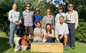 Stoat Goodbye Why eradicate stoats? — Te Korowai o Waiheke