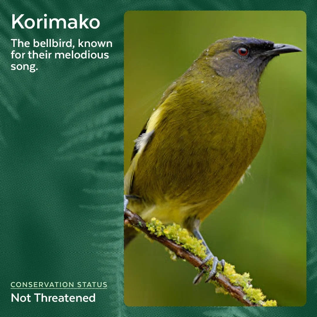Korimako - Bellbird