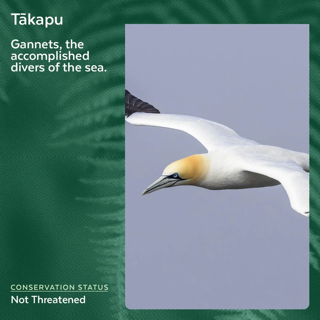 Tākapu - Australasian Gannet