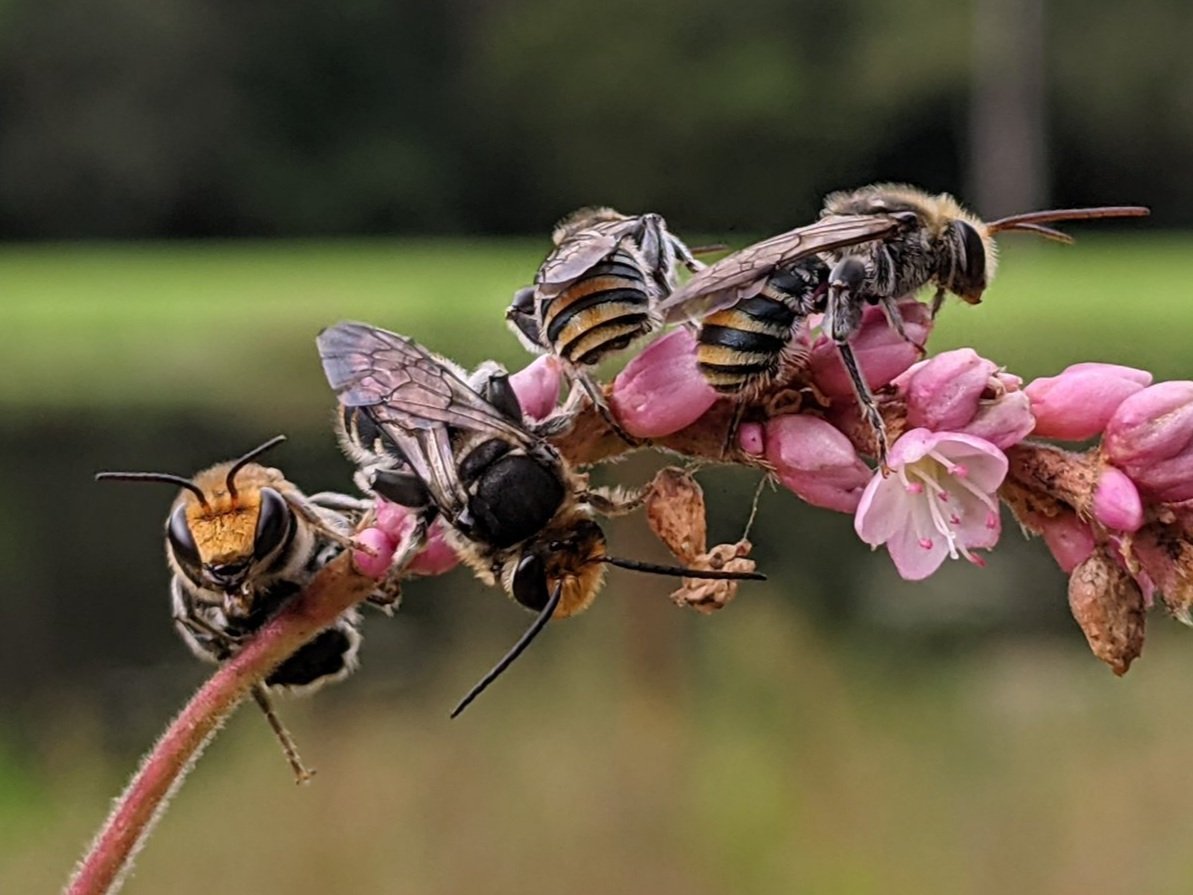 PAST EVENT Native Bees - Wonders of the Woodlands - Treading Lightly Workshop