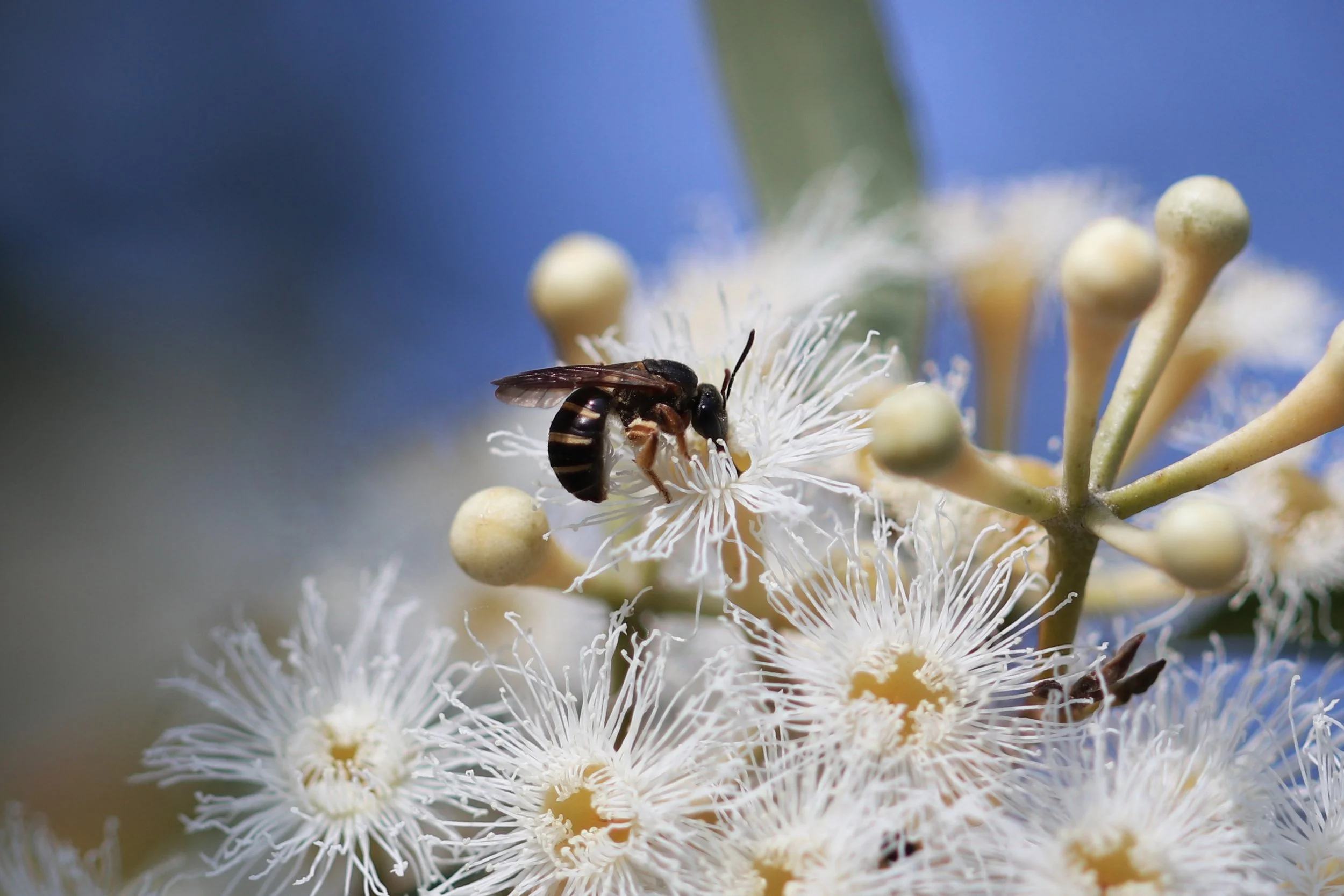 Insect walk at Backyard Biodiversity Breakfast