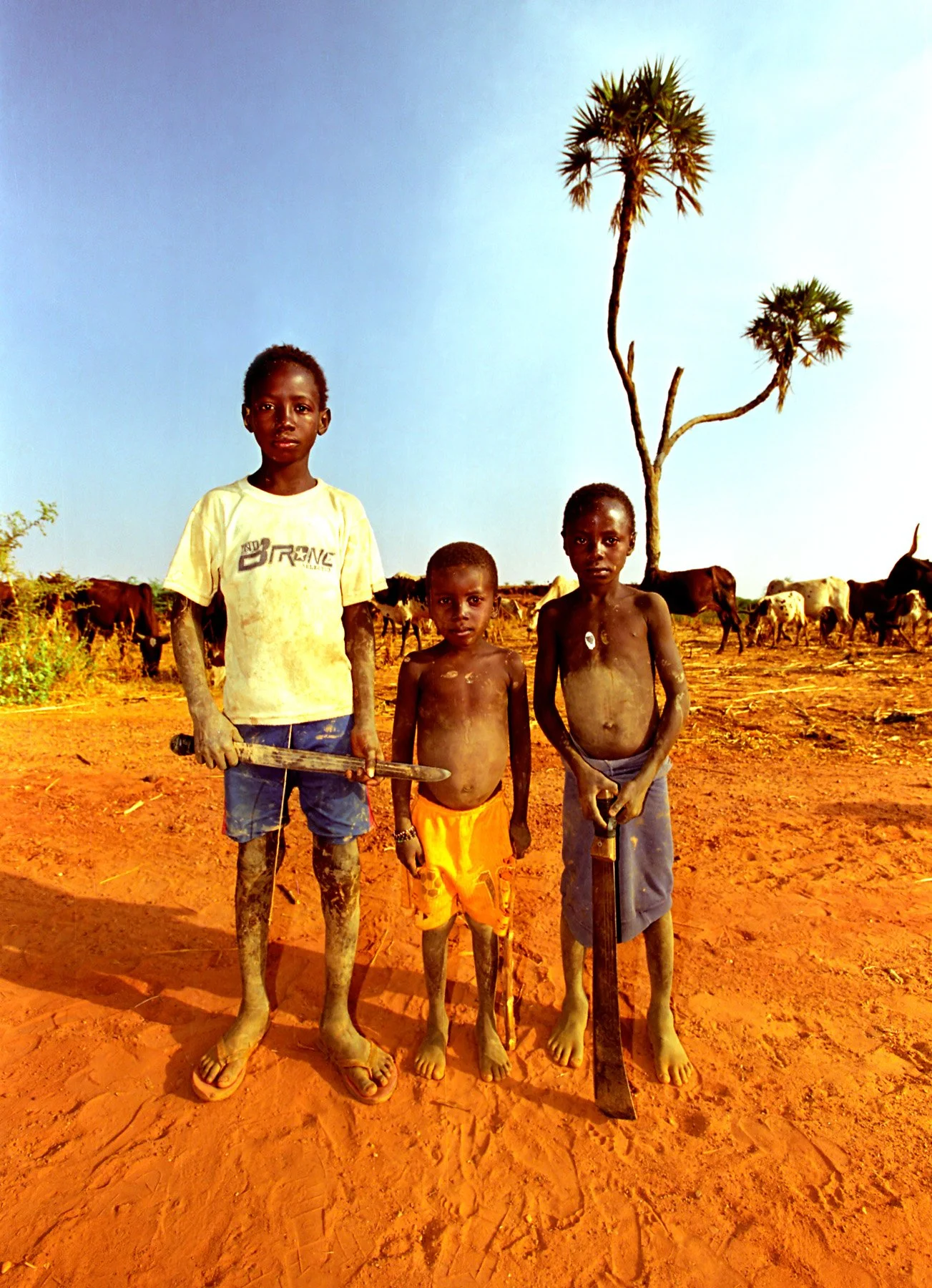 Three boys standing on red soil in a rural area with scattered trees and cows in the background under a clear blue sky. Two boys hold machetes.