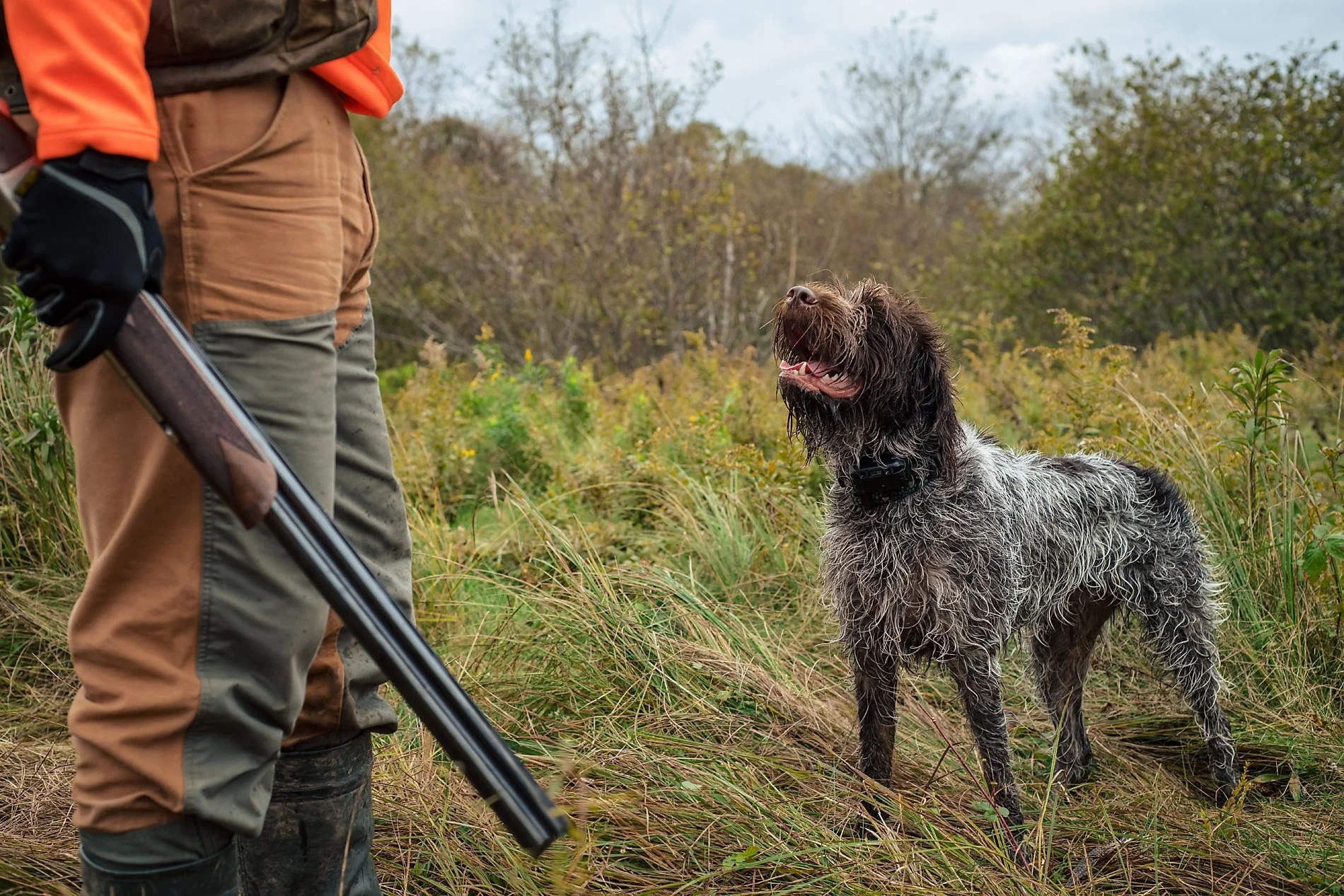 A person holding a shotgun stands in tall grass outdoors, facing a wet, wire-haired dog that is looking up attentively with its mouth open, in a natural wooded area.