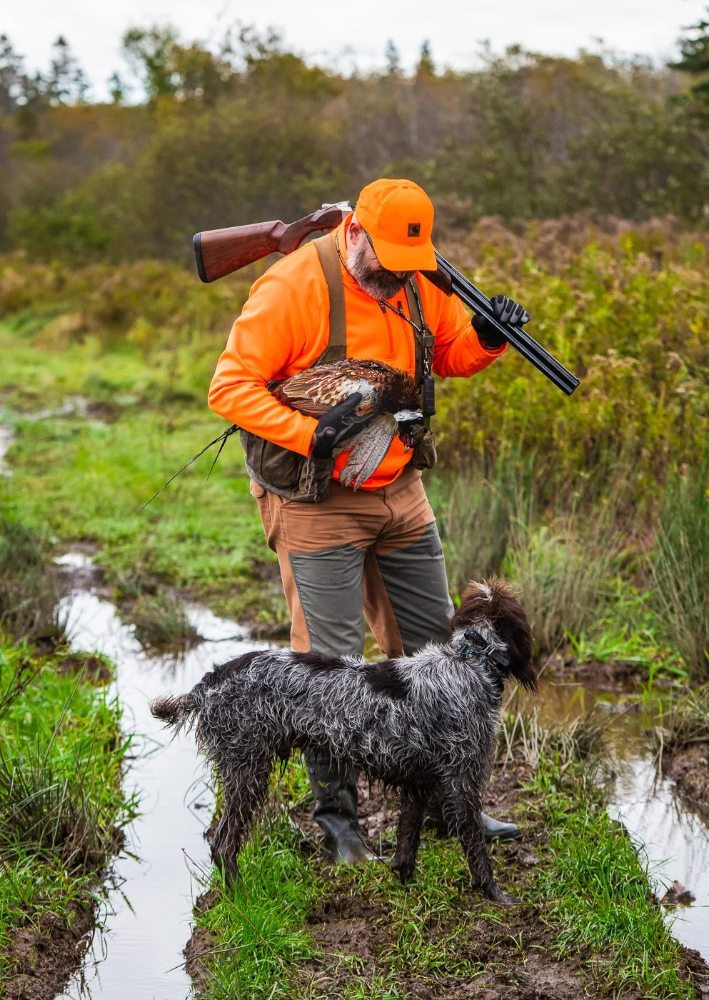 A hunter in orange outdoor gear holding a shotgun and a pheasant, standing with a black and white dog in a marshy area with green grass and bushes.
