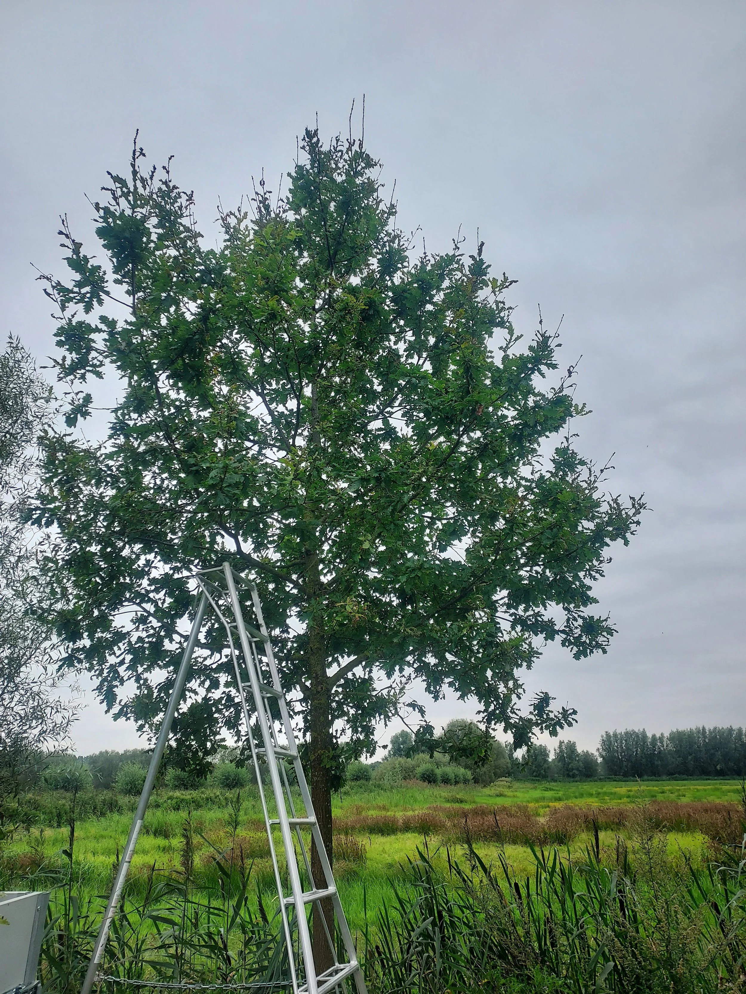 Loofboom met ladder tijdens boomverzorging in de regio Brugge