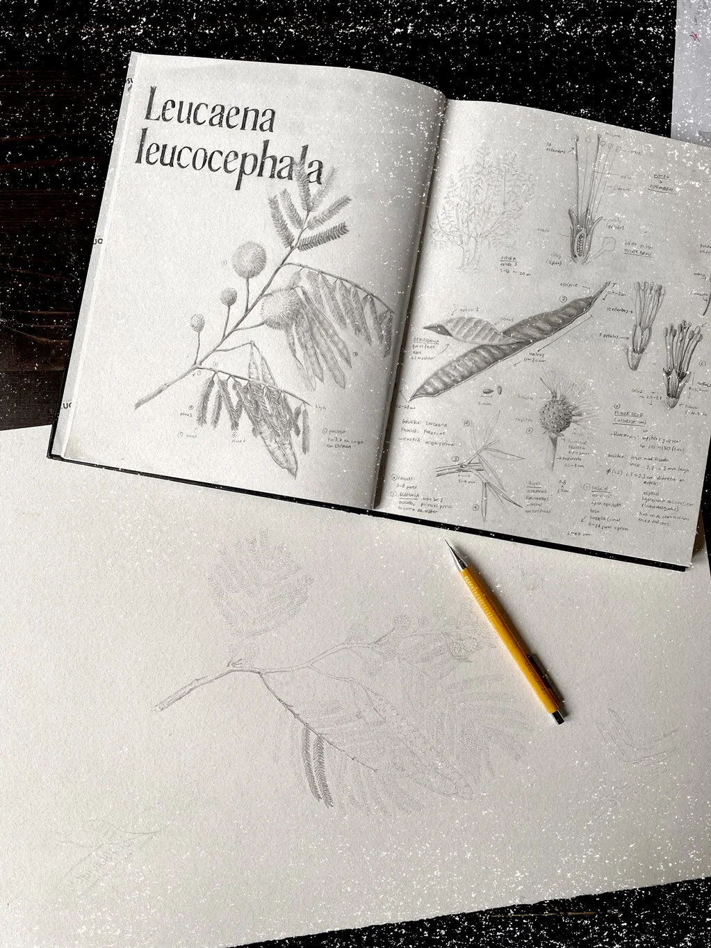 sketch1.jpg