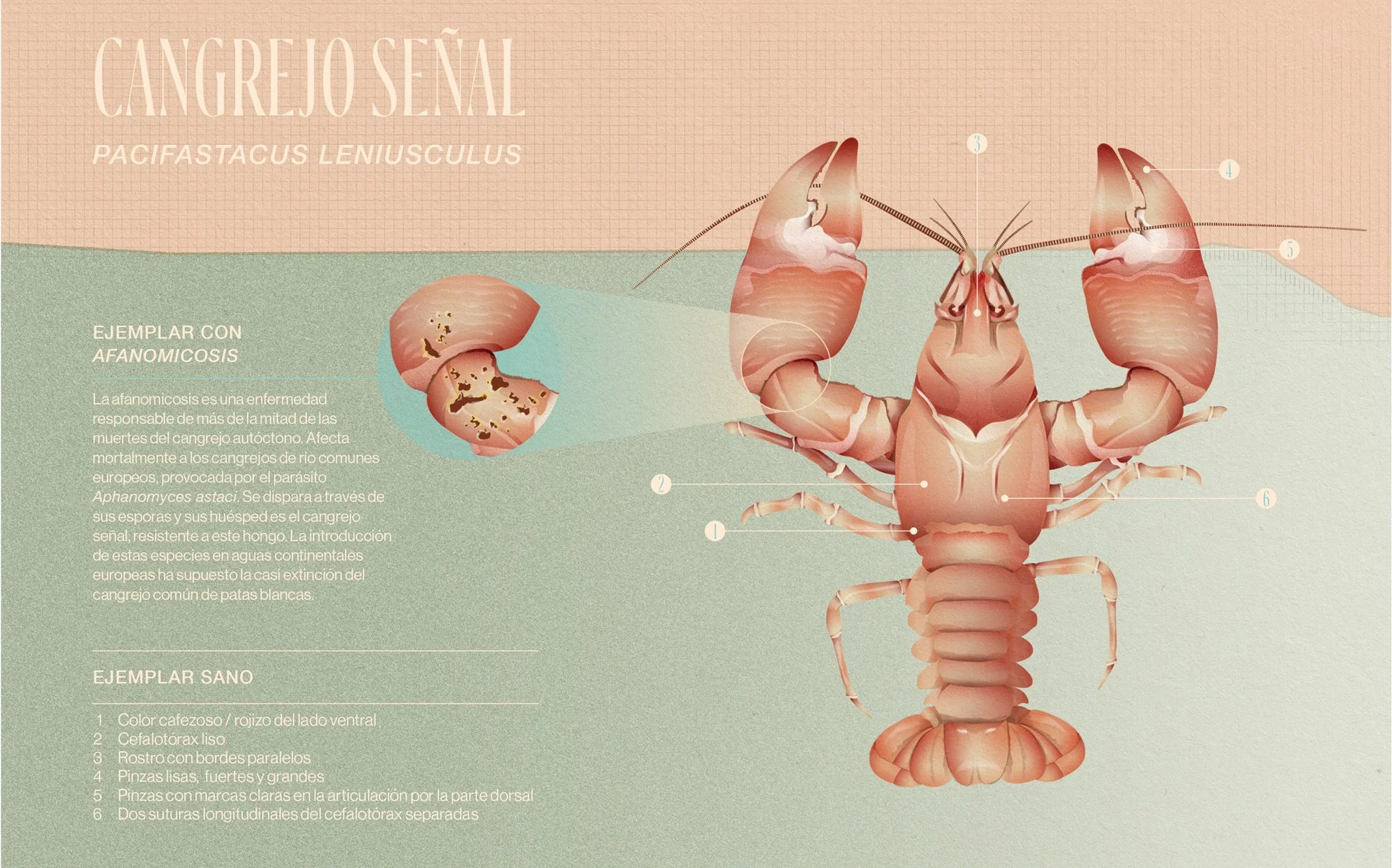 pacifastacus-leniusculus-2.jpg