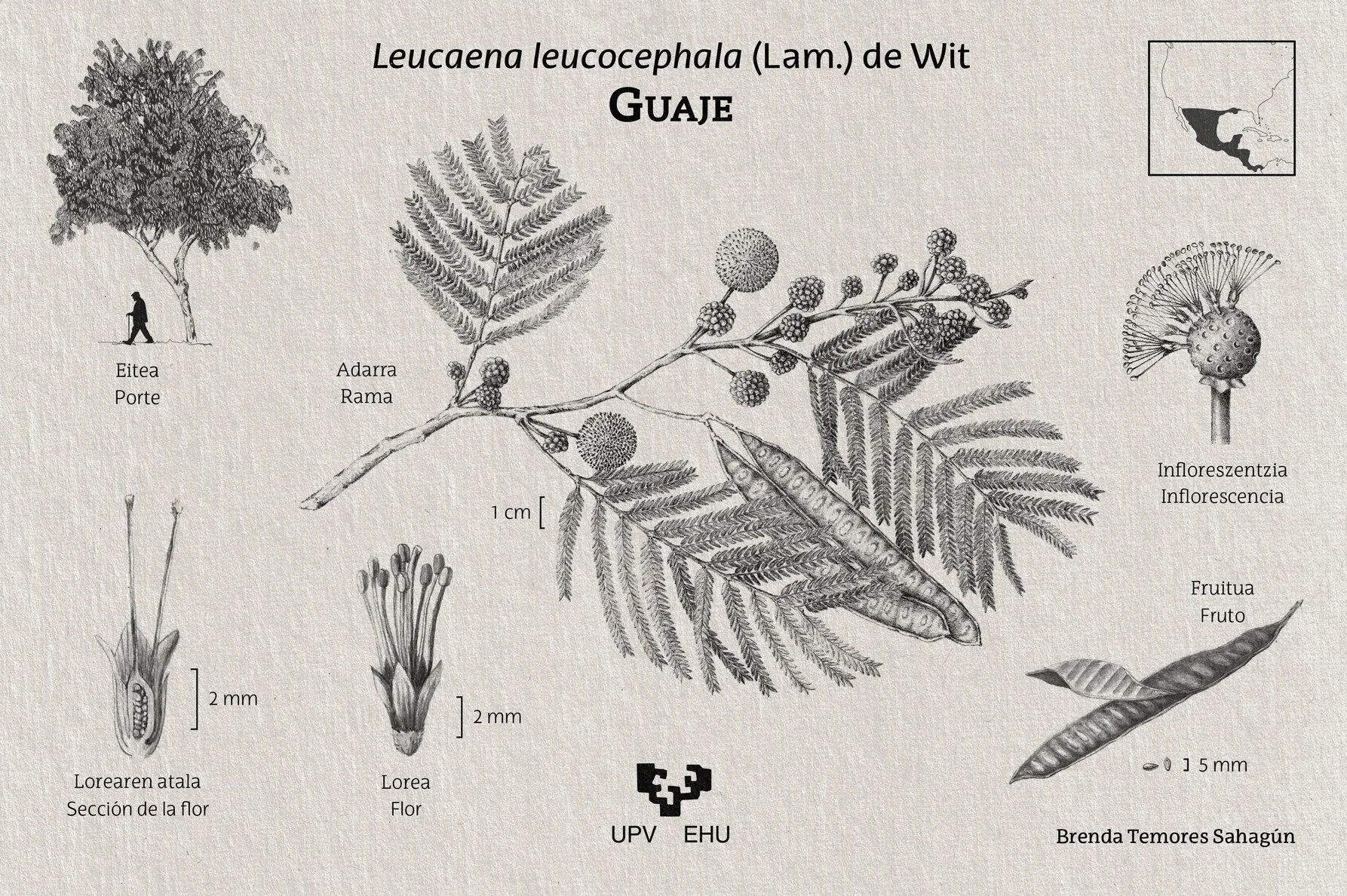 leucaena-02-TGTS-Beer-Mat-Card-59.jpg