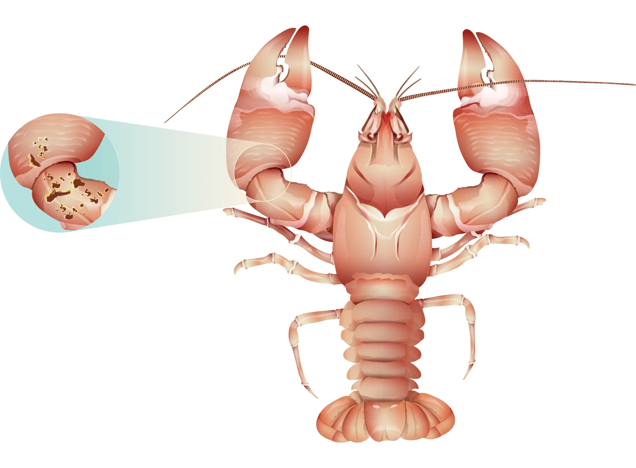 infografia cangrejo afanomicosis-vectores.jpg