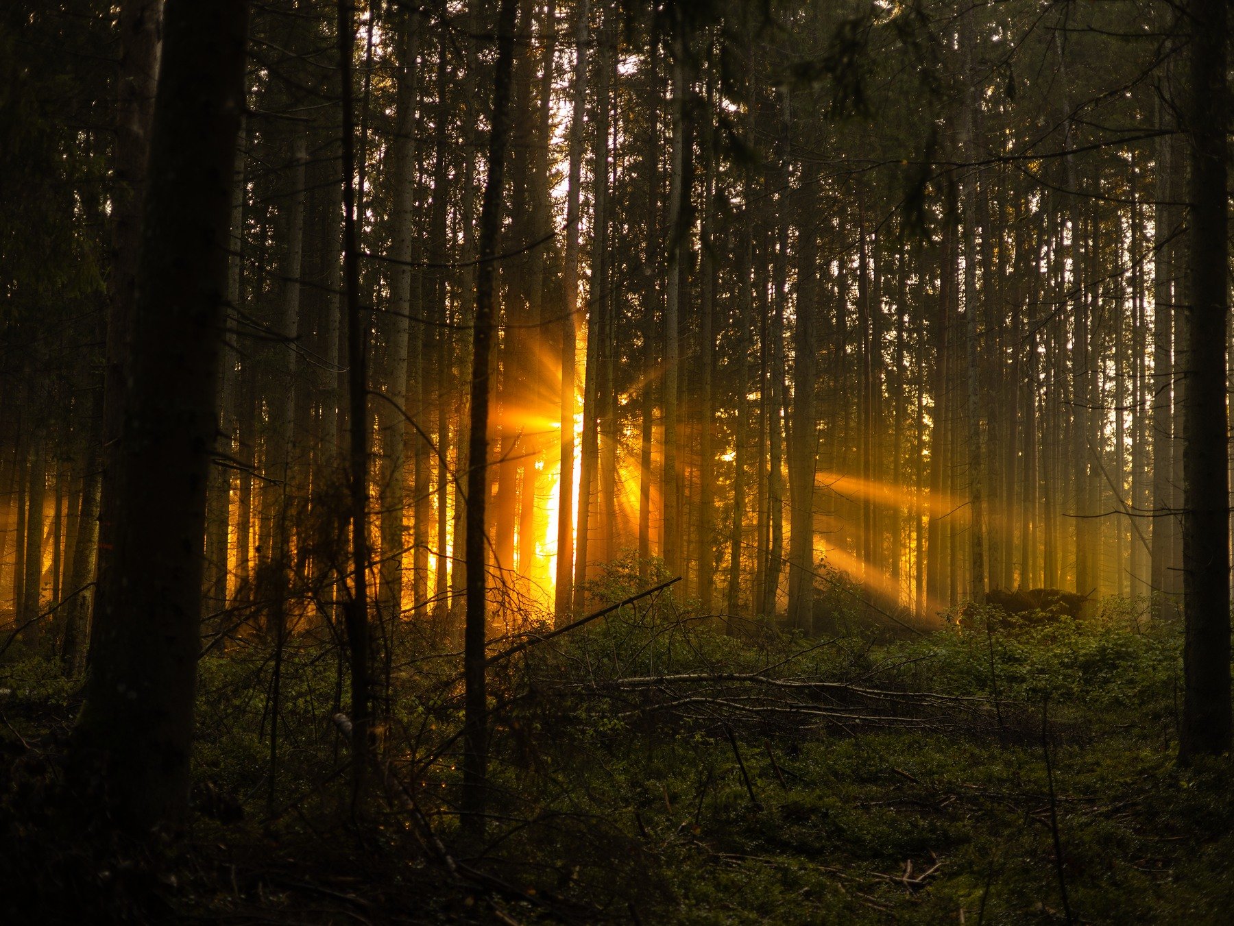 Golden September sunlight streaming through a dark conifer forest.