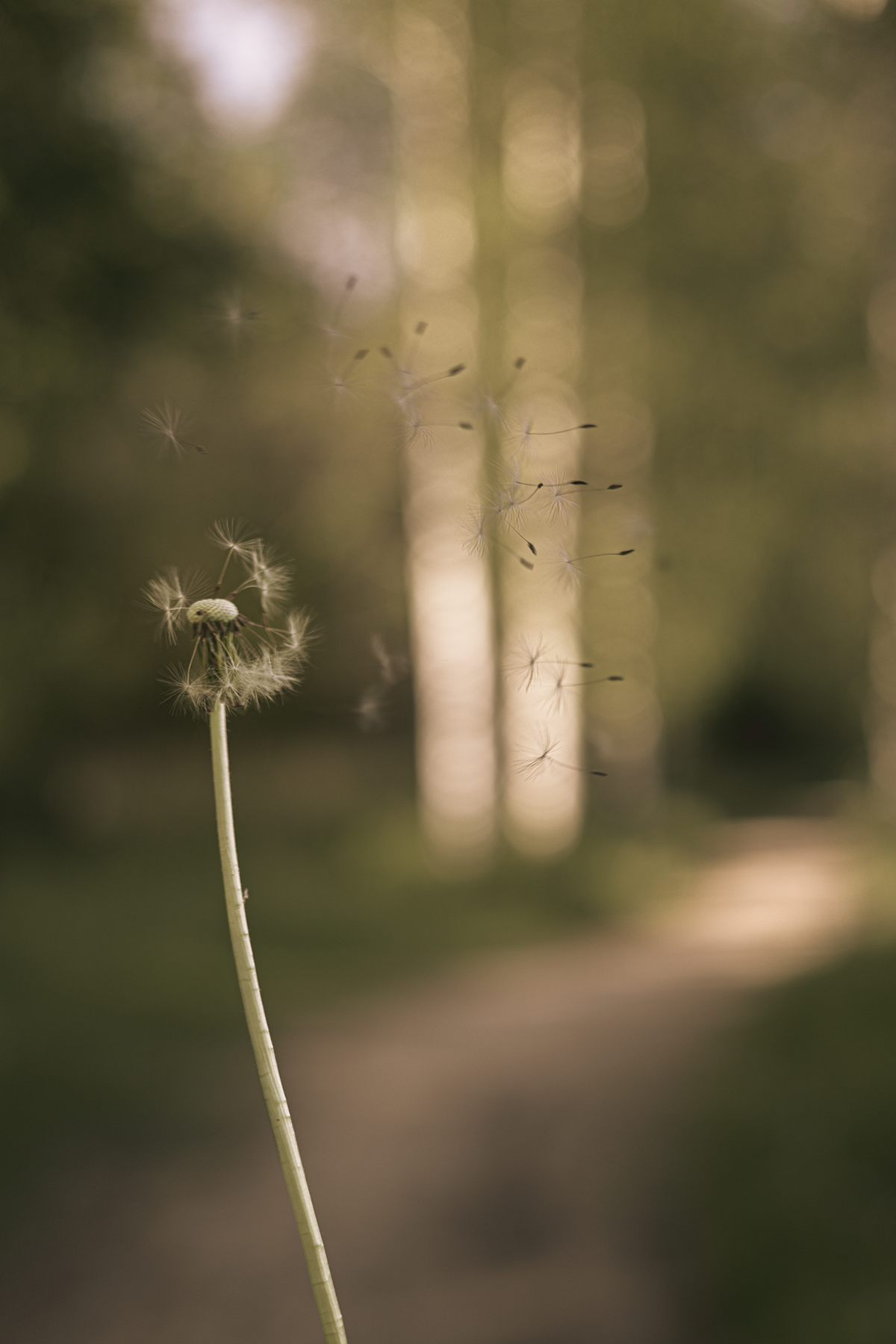 Dandelion seeds drifting into the forest air