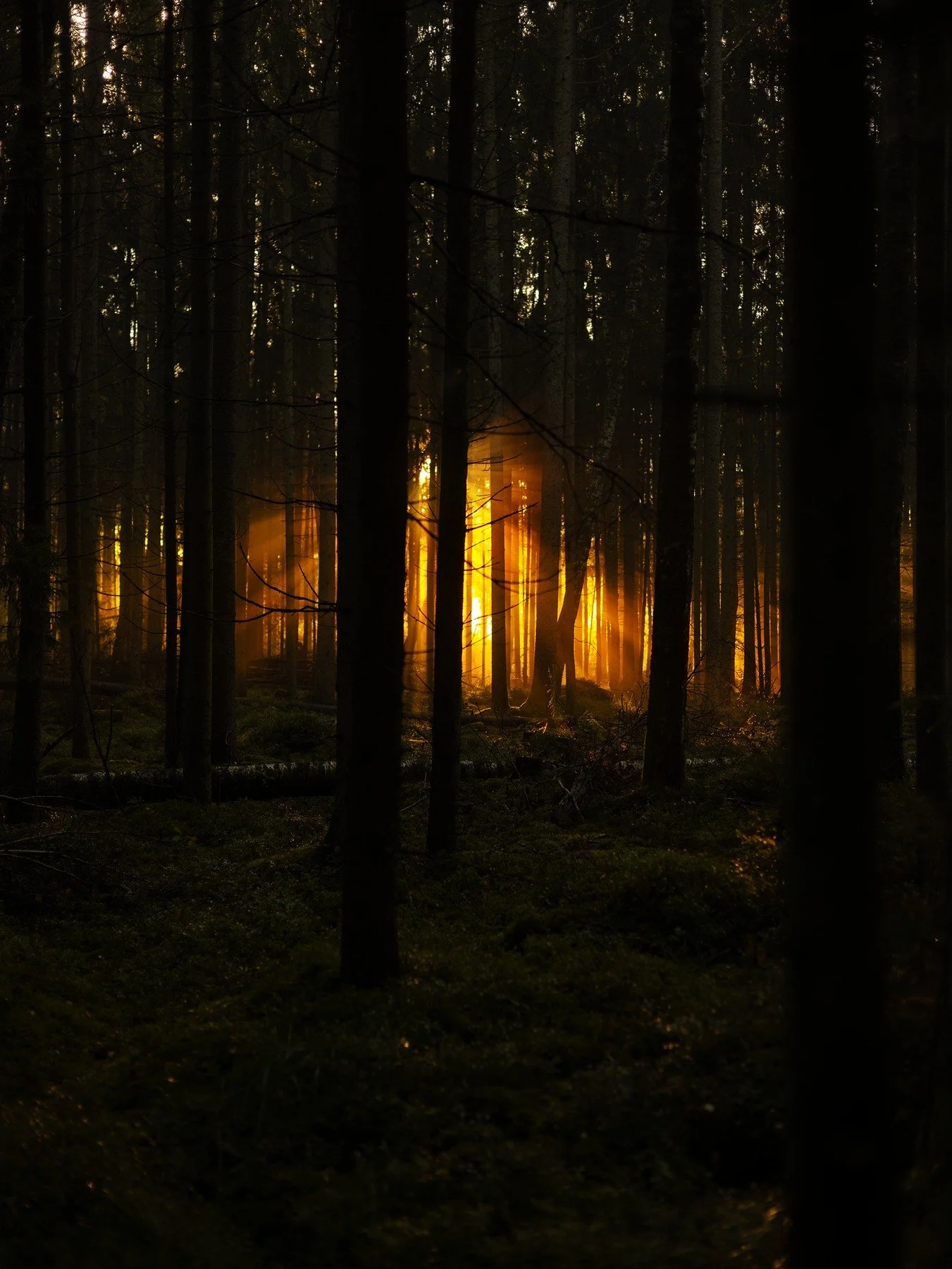 A dark forest illuminated by a concentrated burst of amber sunlight between the trees.