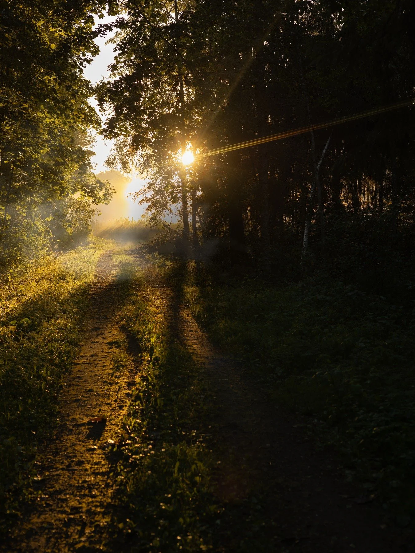A narrow forest path crossed by low golden sunlight and long September shadows.
