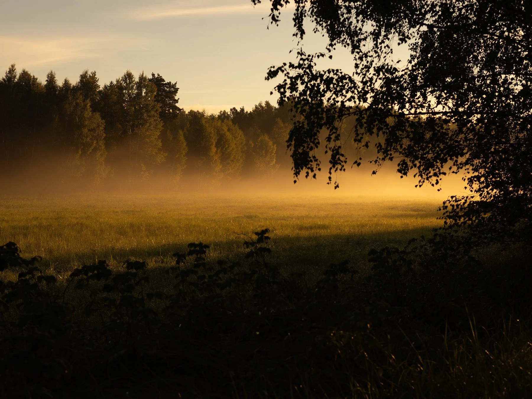 Golden mist drifting across a meadow at the forest edge beneath a pale September sky.