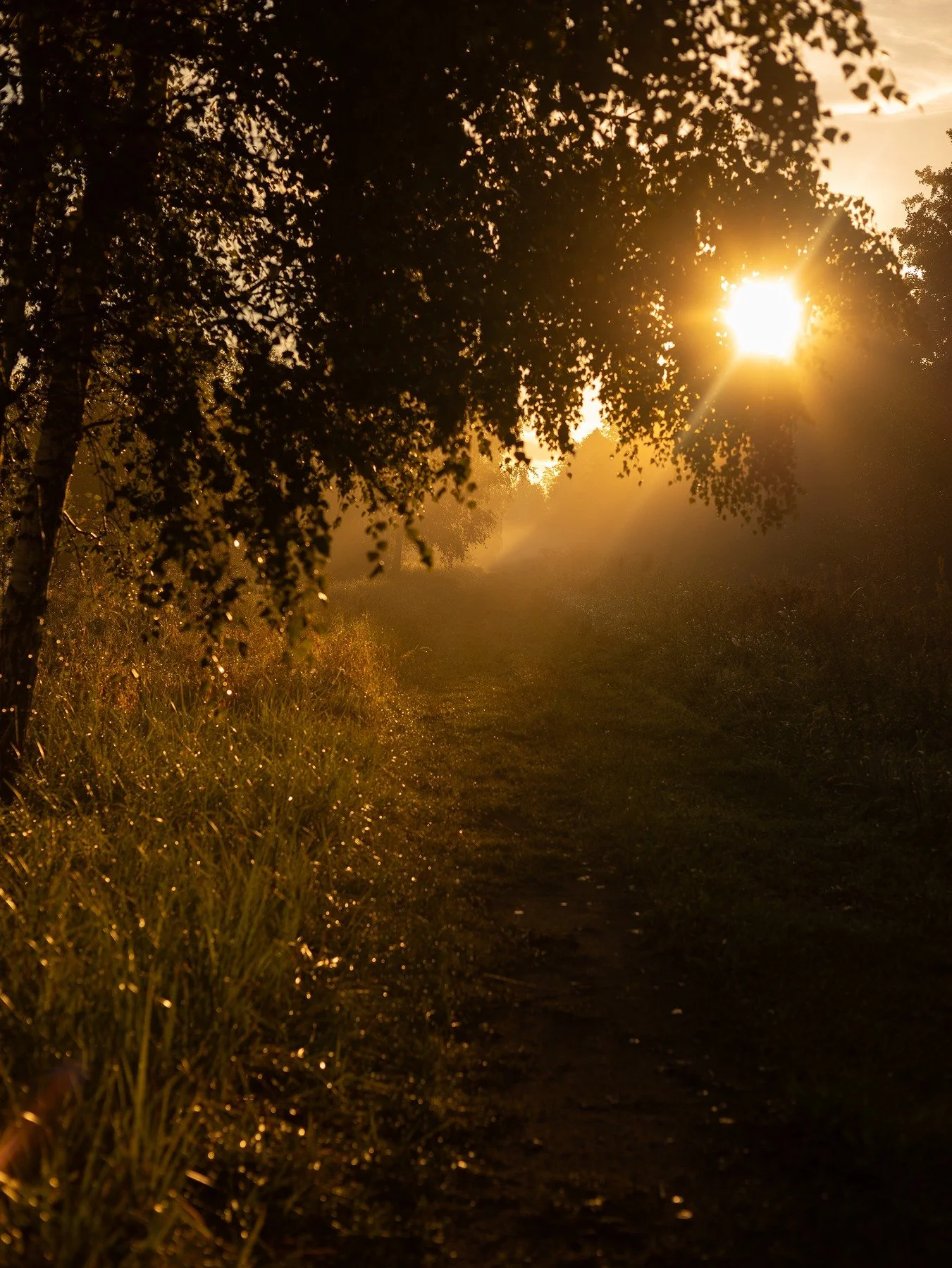 A narrow woodland path illuminated by golden sunlight through leaves and morning mist.
