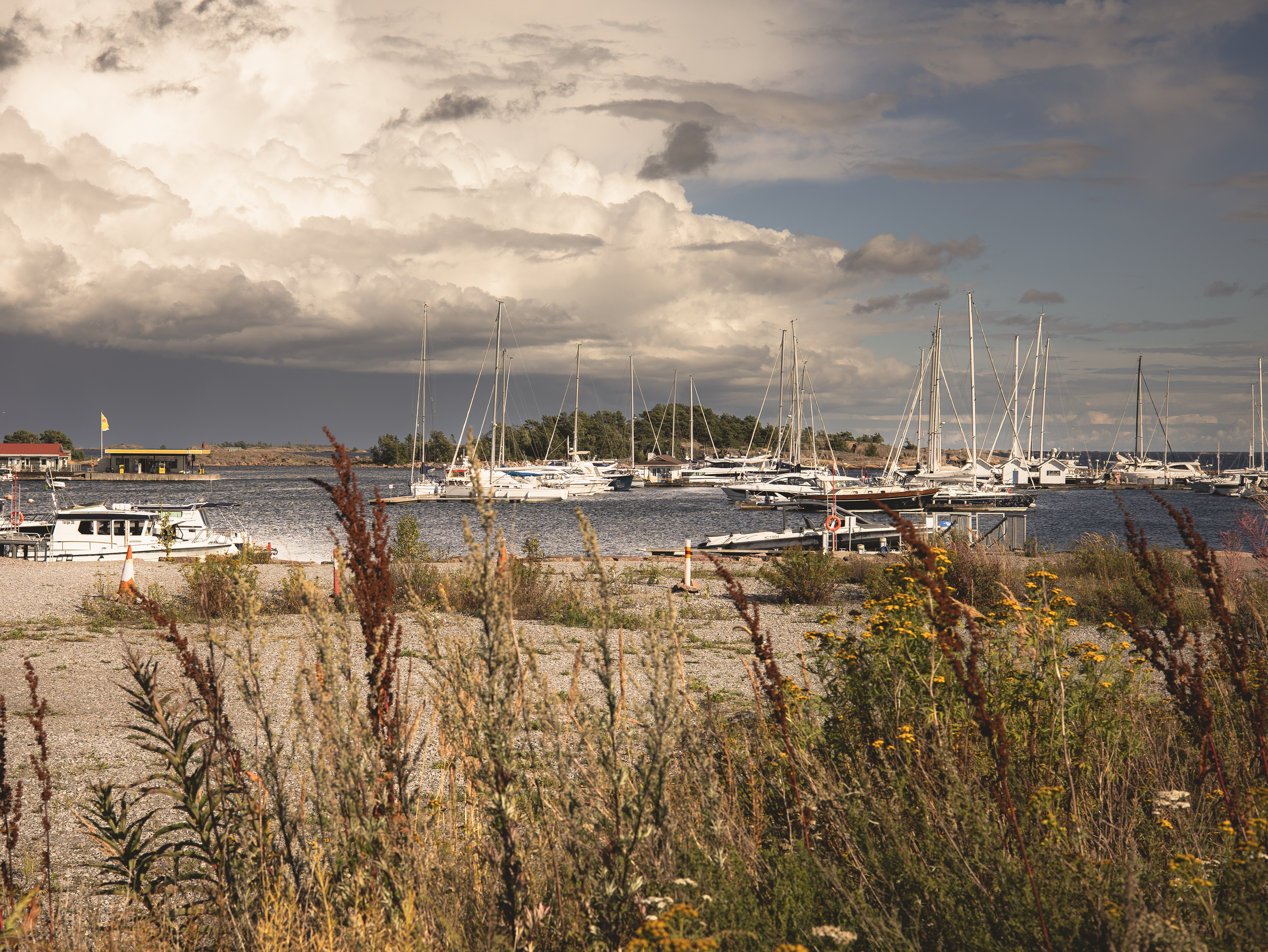 Sailboats in a harbour seen through tall wild grasses in warm daylight.
