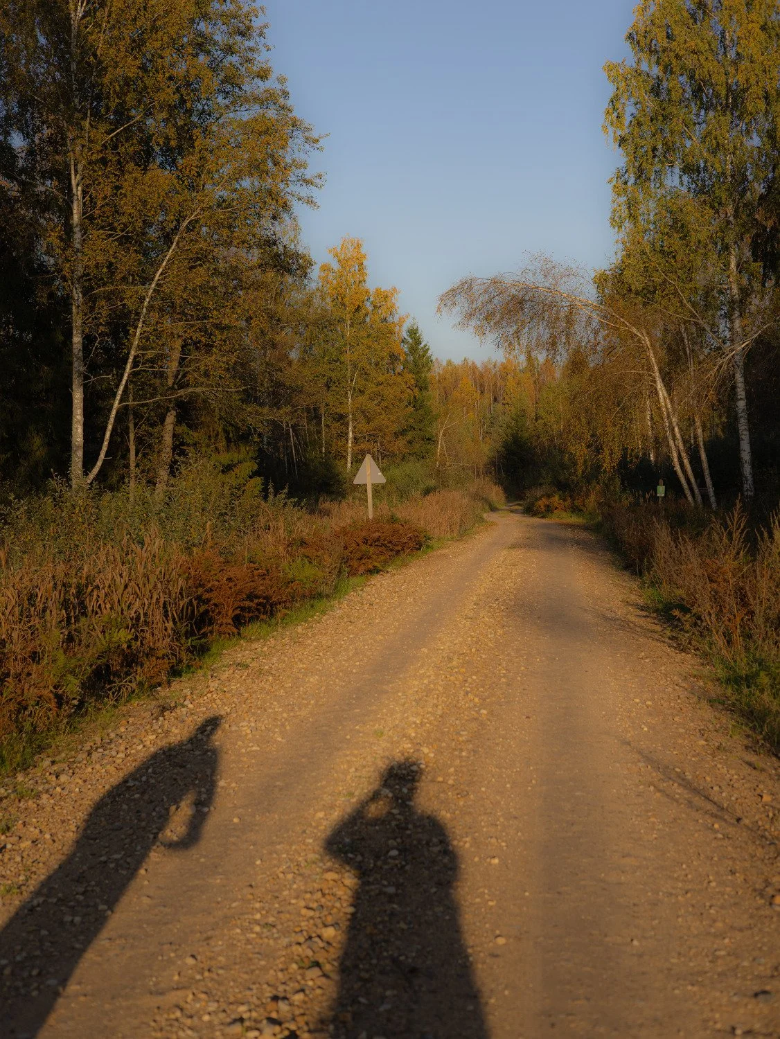 Sunlit autumn road lined with trees, with two long human shadows stretching across the gravel.