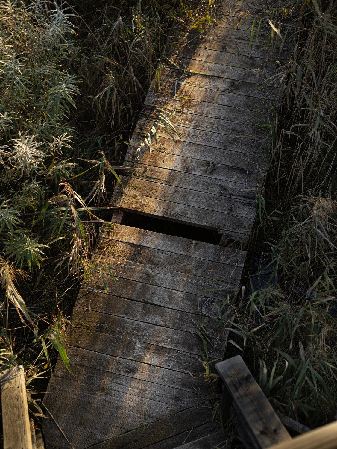 Broken wooden boardwalk crossing dense reeds in warm autumn light.