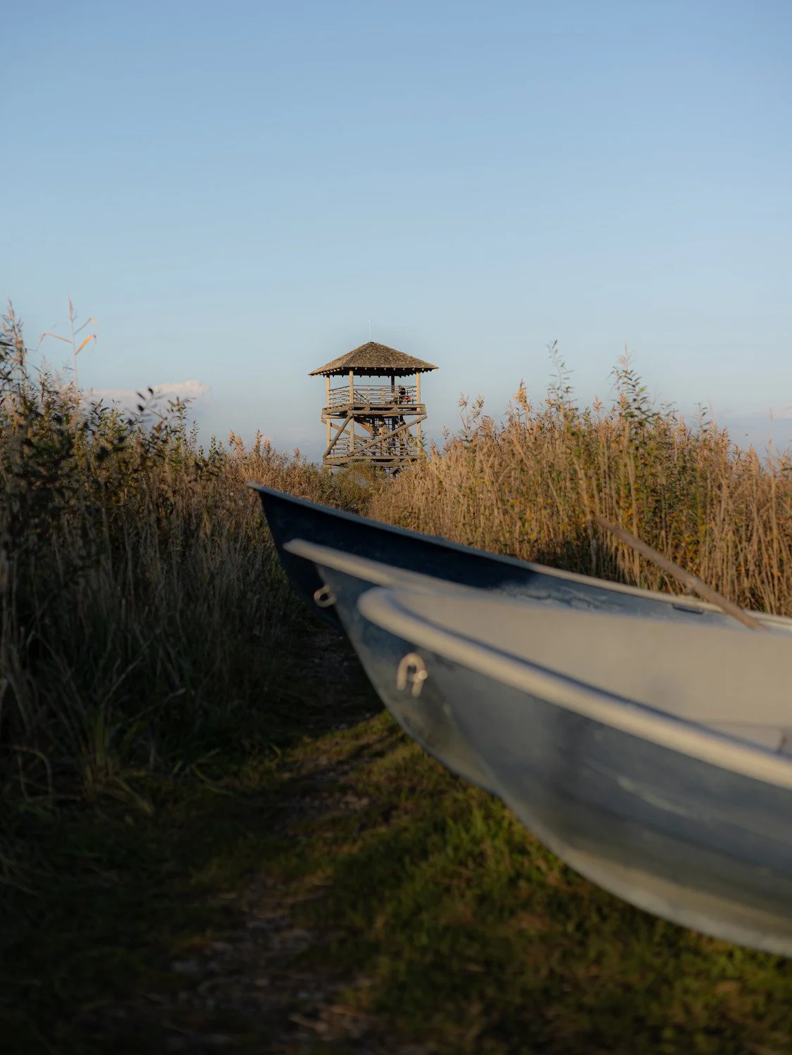Metal boat in tall reeds facing a wooden observation tower beneath a clear blue sky.