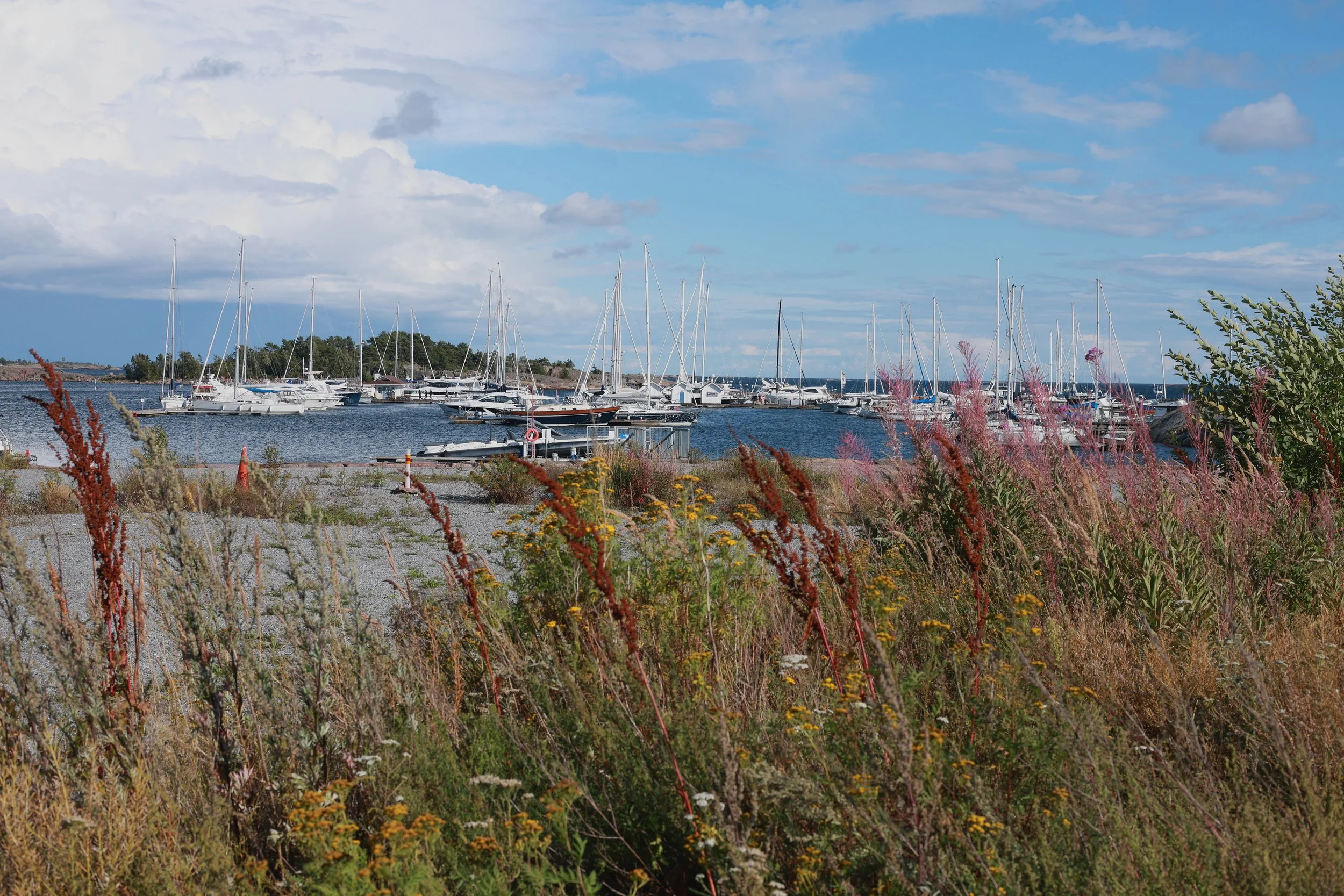 Wild coastal grasses and flowers framing boats and masts in a bright harbour.