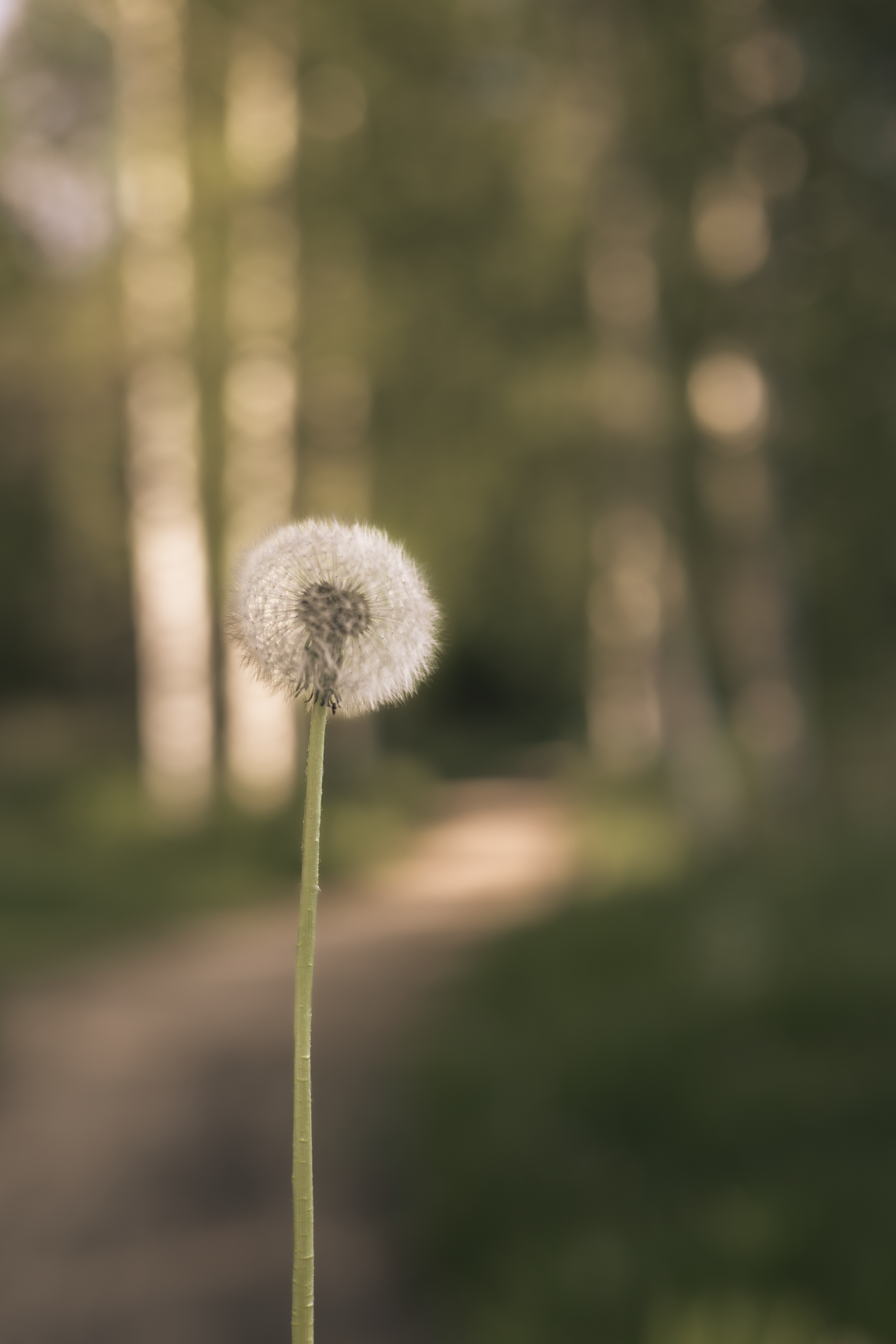 A dandelion seed head beside a woodland path