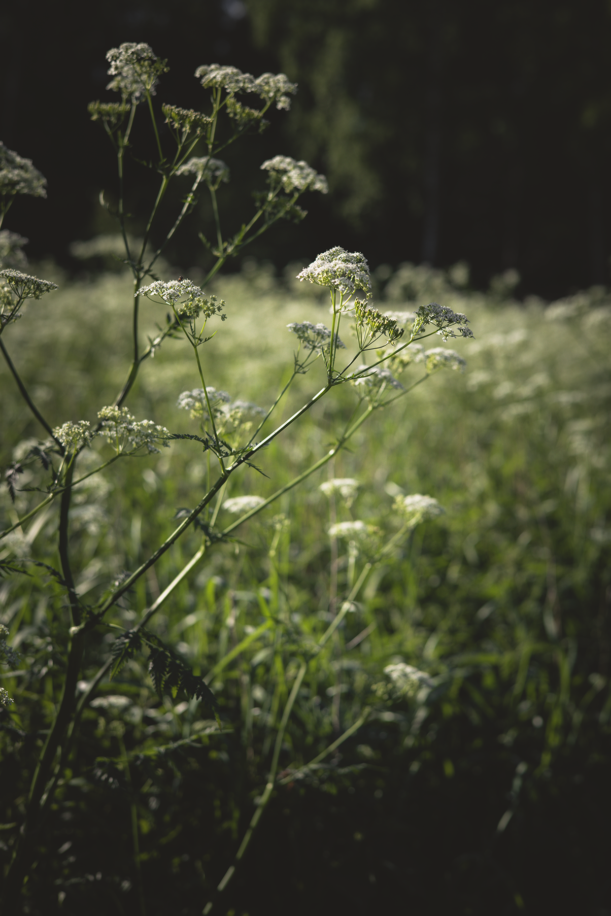 Wildflowers growing in a sunlit meadow