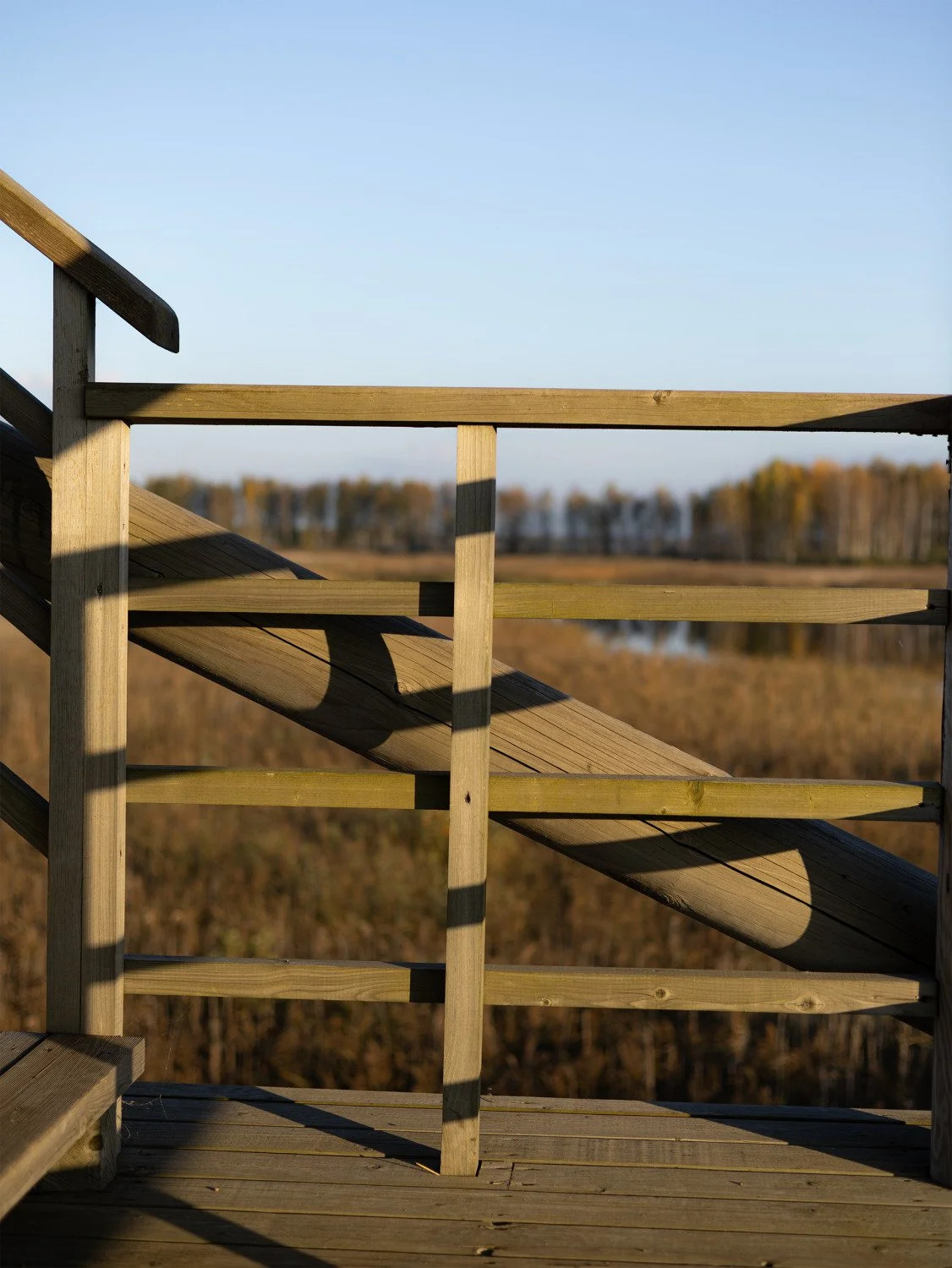 Geometric wooden railings and stairs of an observation tower overlooking an autumn wetland.