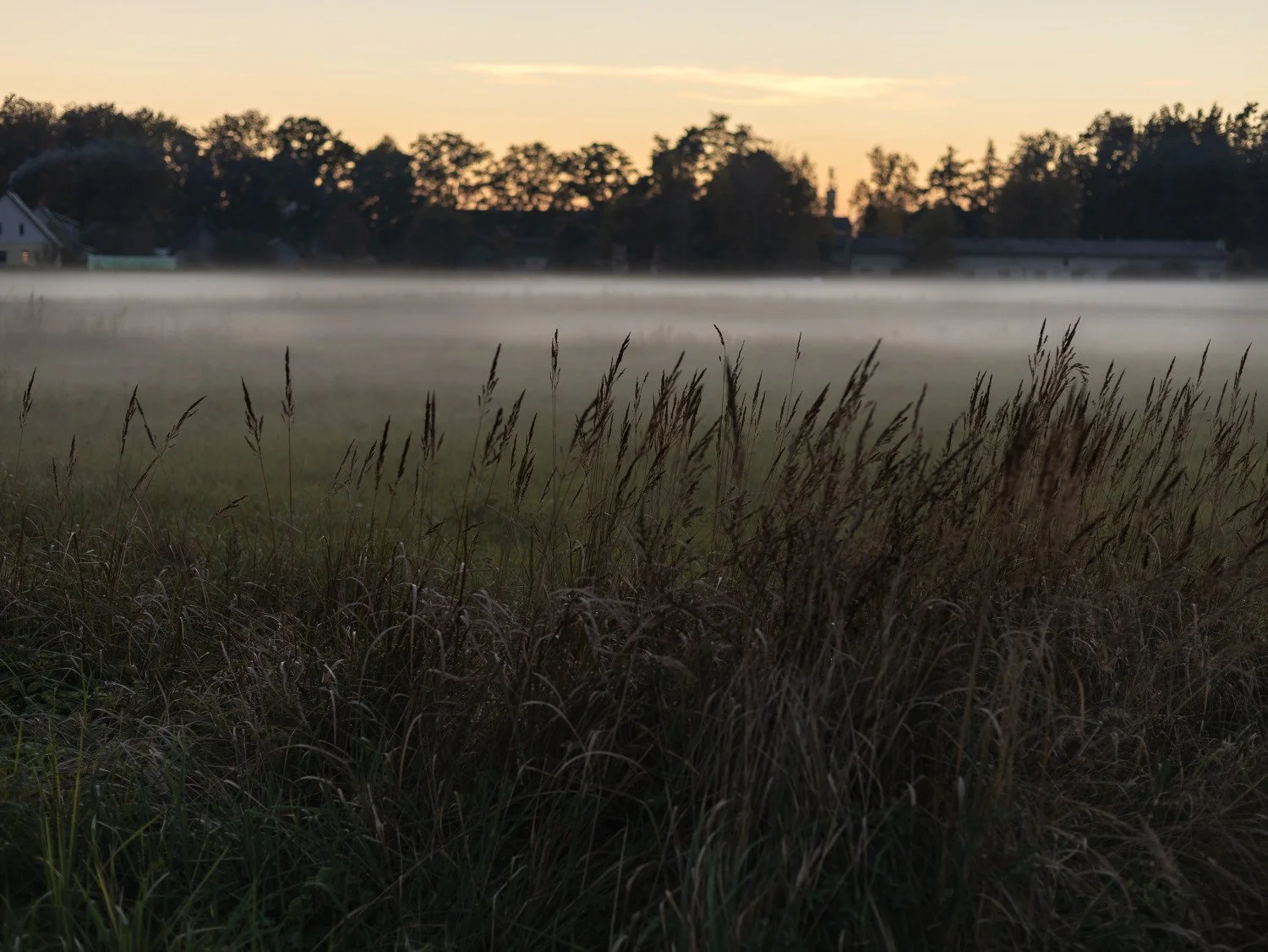 Mist drifting across a field of tall grasses at dawn beneath a pale golden sky.