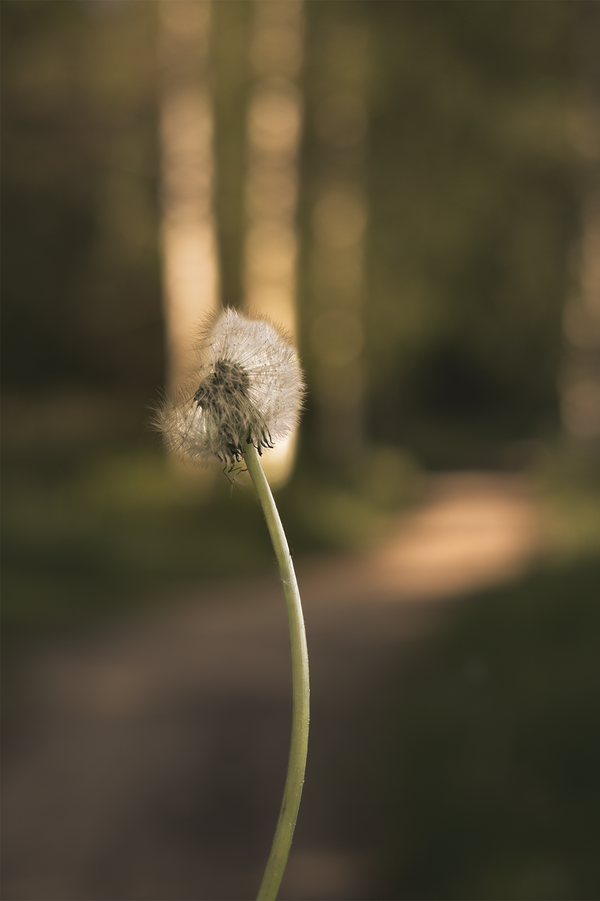 A dandelion after releasing its seeds