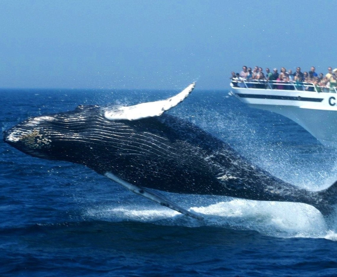 new-england-whale-watching.jpg
