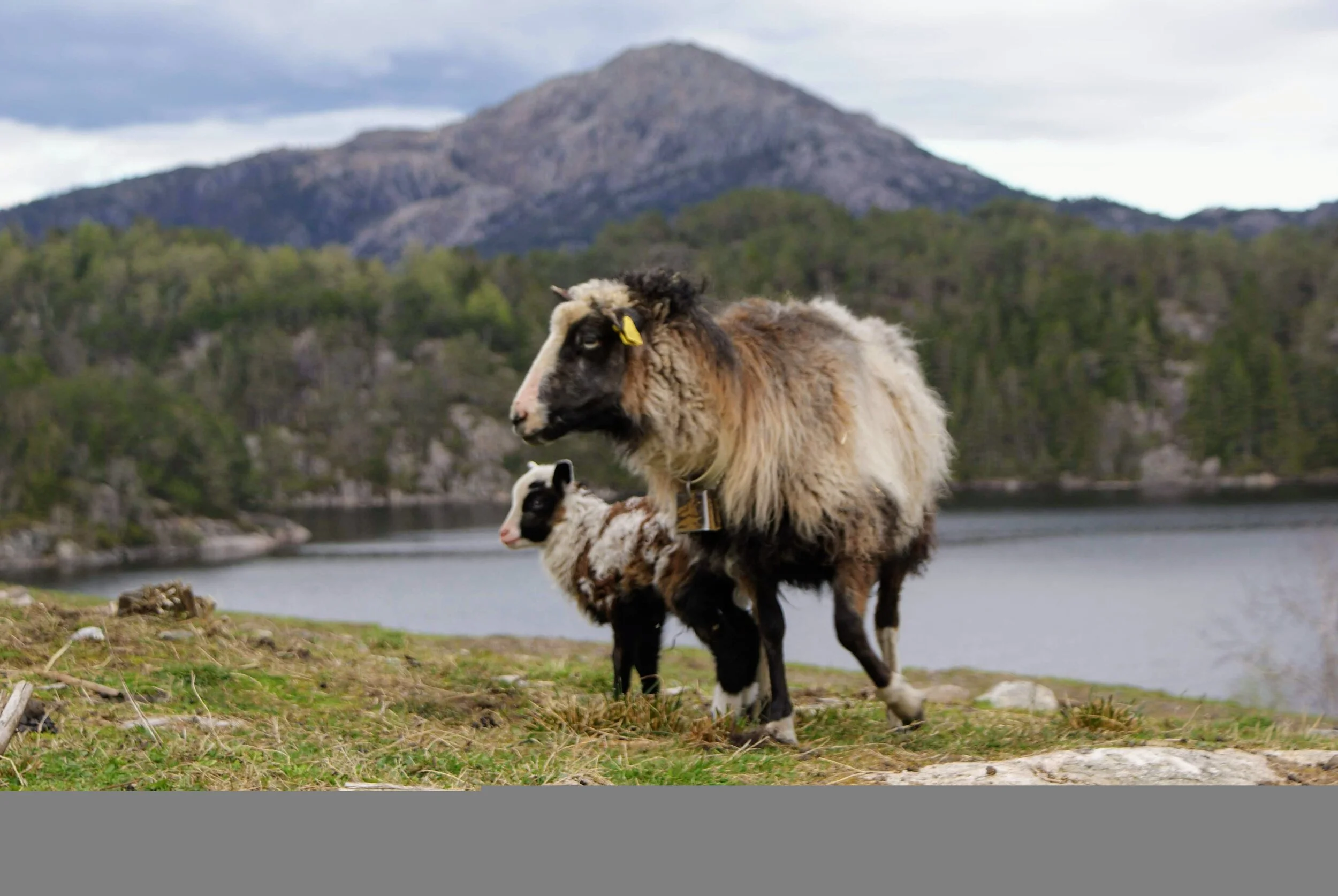 Mor og lam med Lyderhorn i bakgrunnen