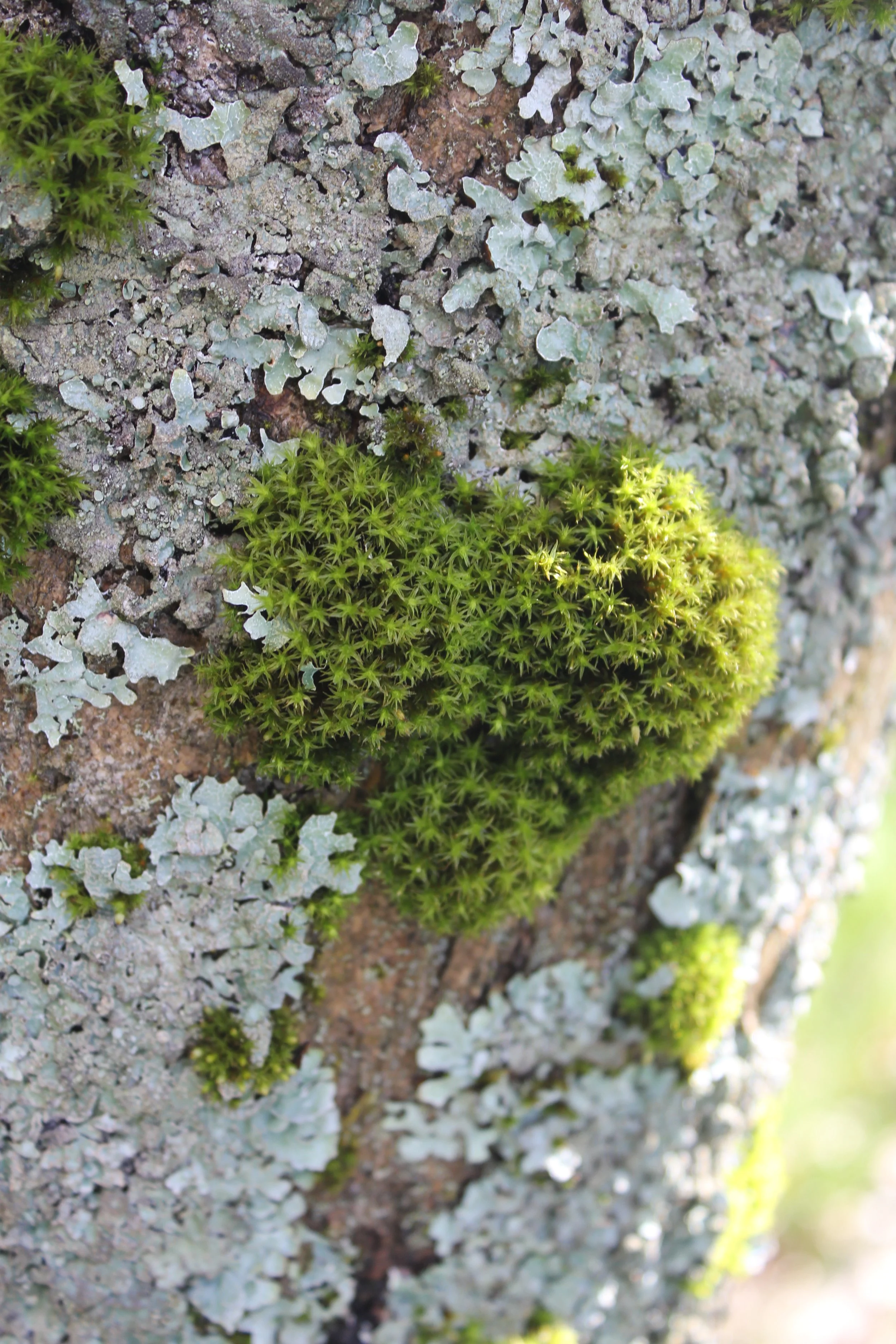 Et dikt for sjelens reise 