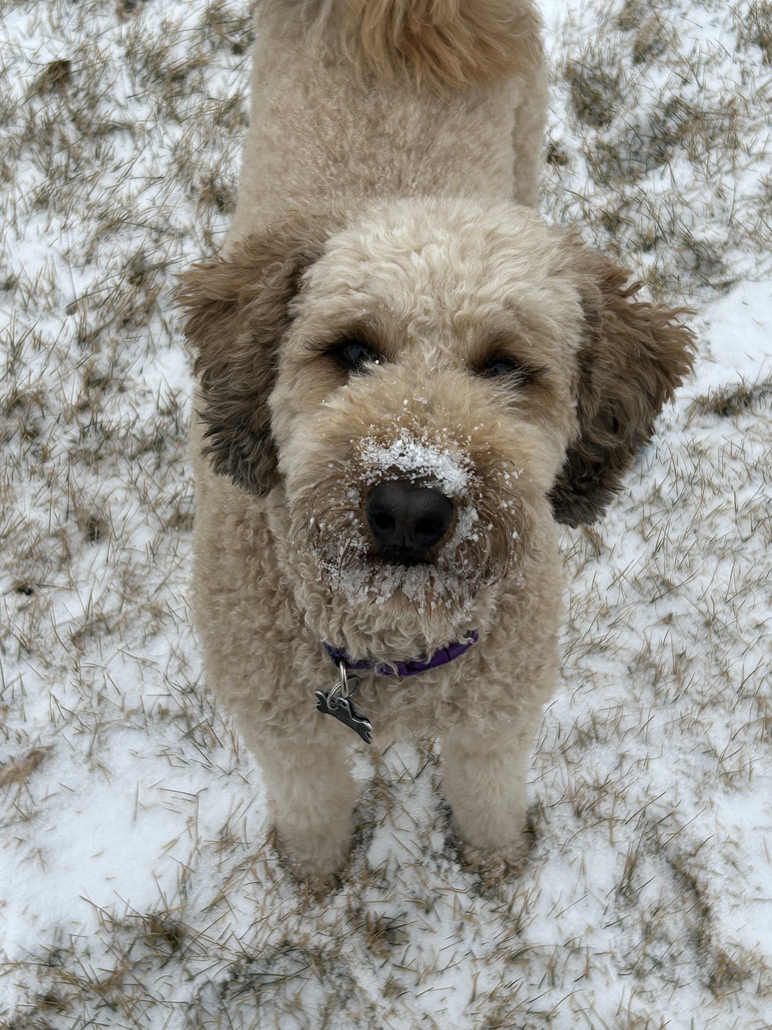 Fluffy Golden Doodle, Joy Foundry Mascot! Minnesota, Kristin Kluis