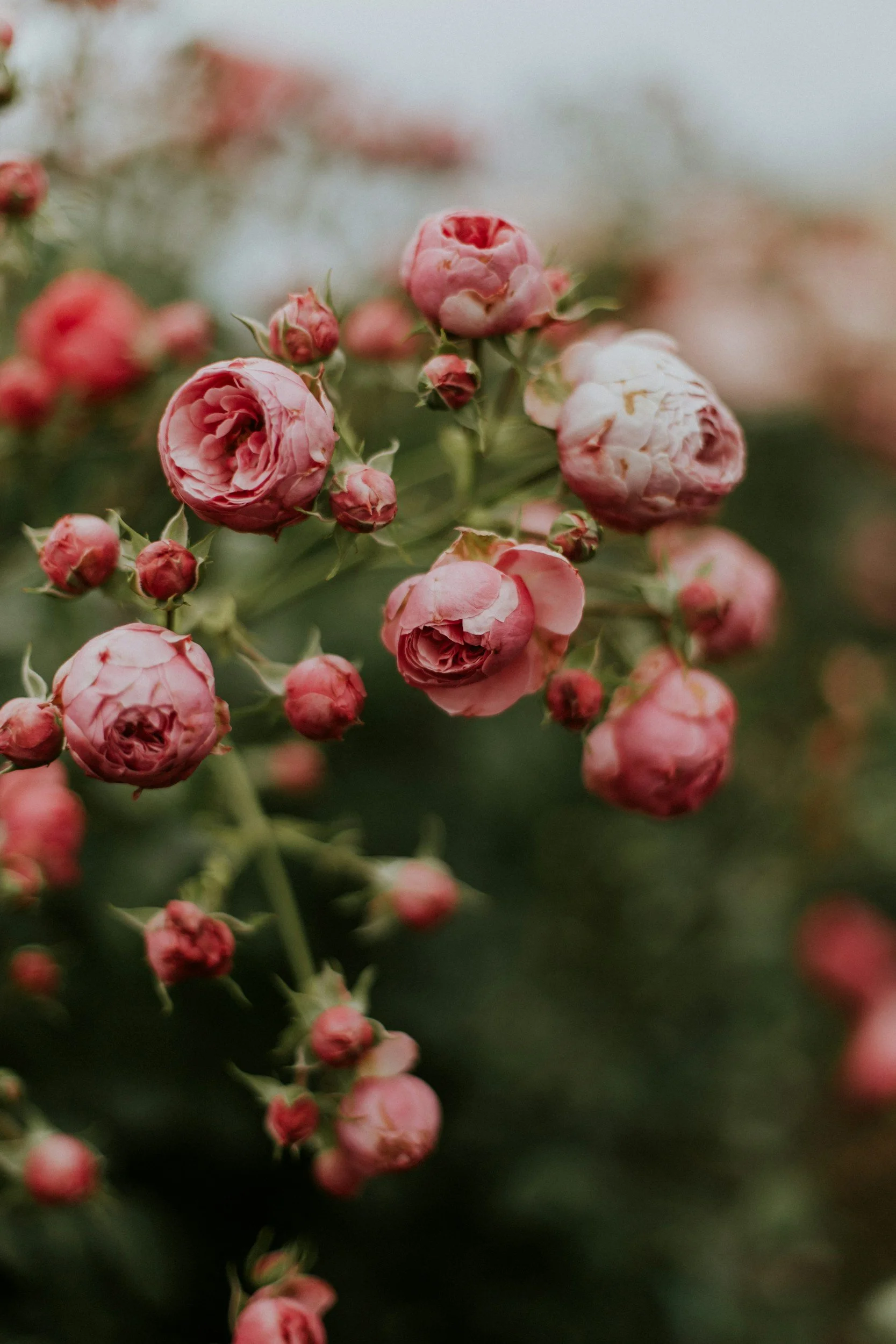 Close-up of pink rose buds and blossoms on a shrub with a blurred background.