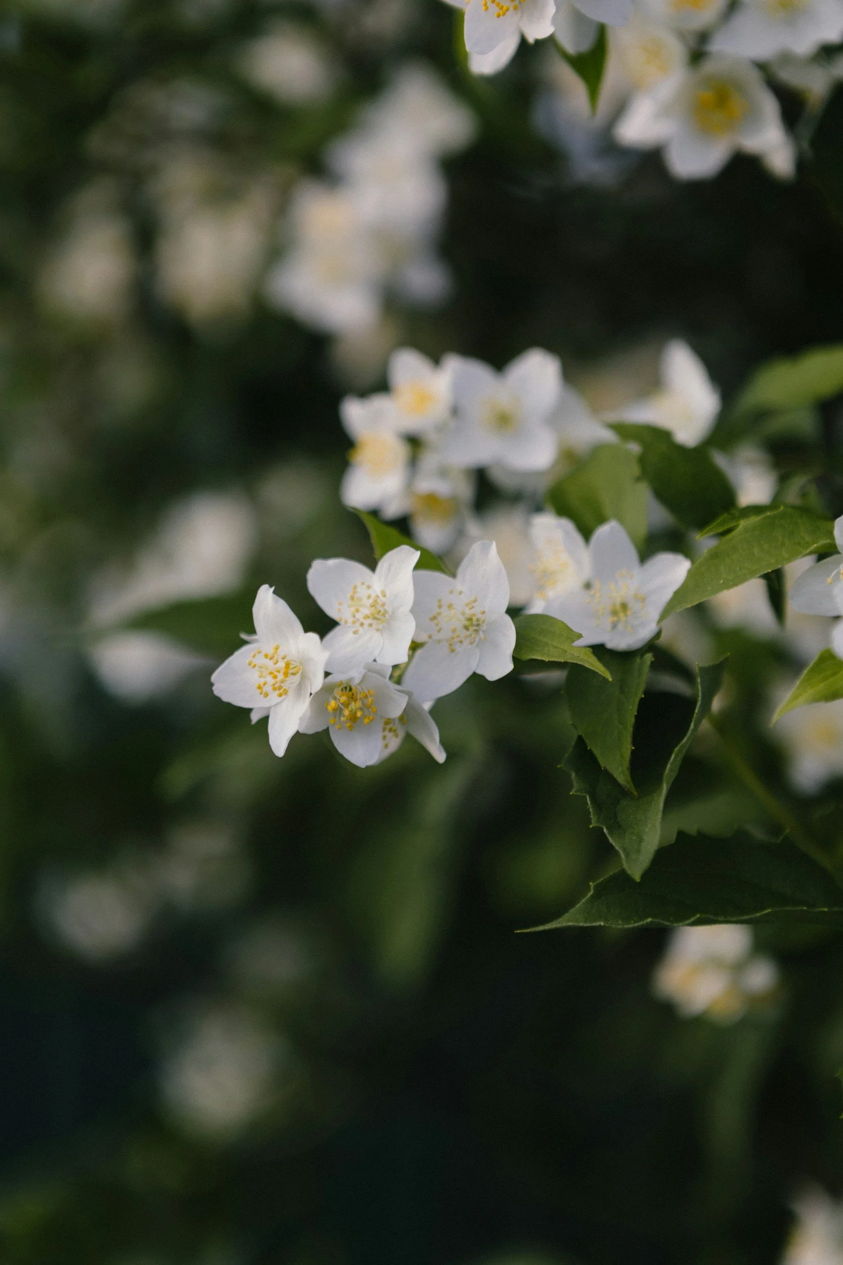 Close-up of white jasmine flowers with yellow stamens against green leaves.