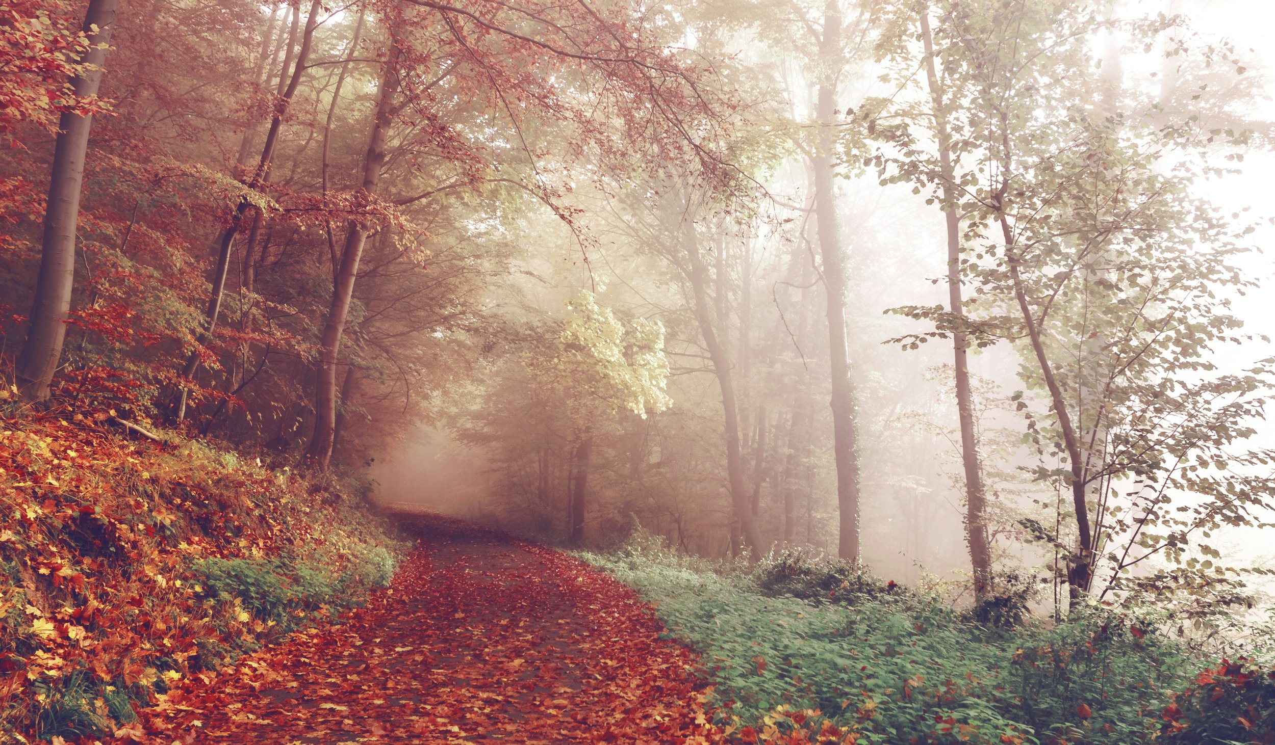 What is Somatic Therapy?