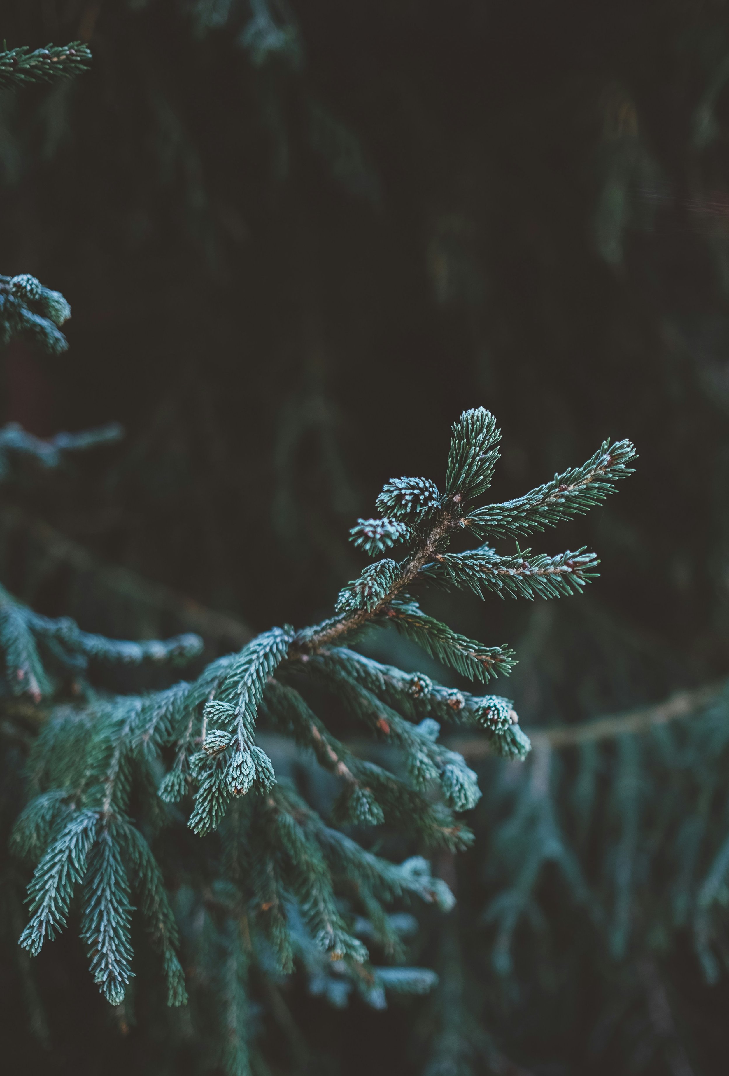 What is Somatic Experiencing?
